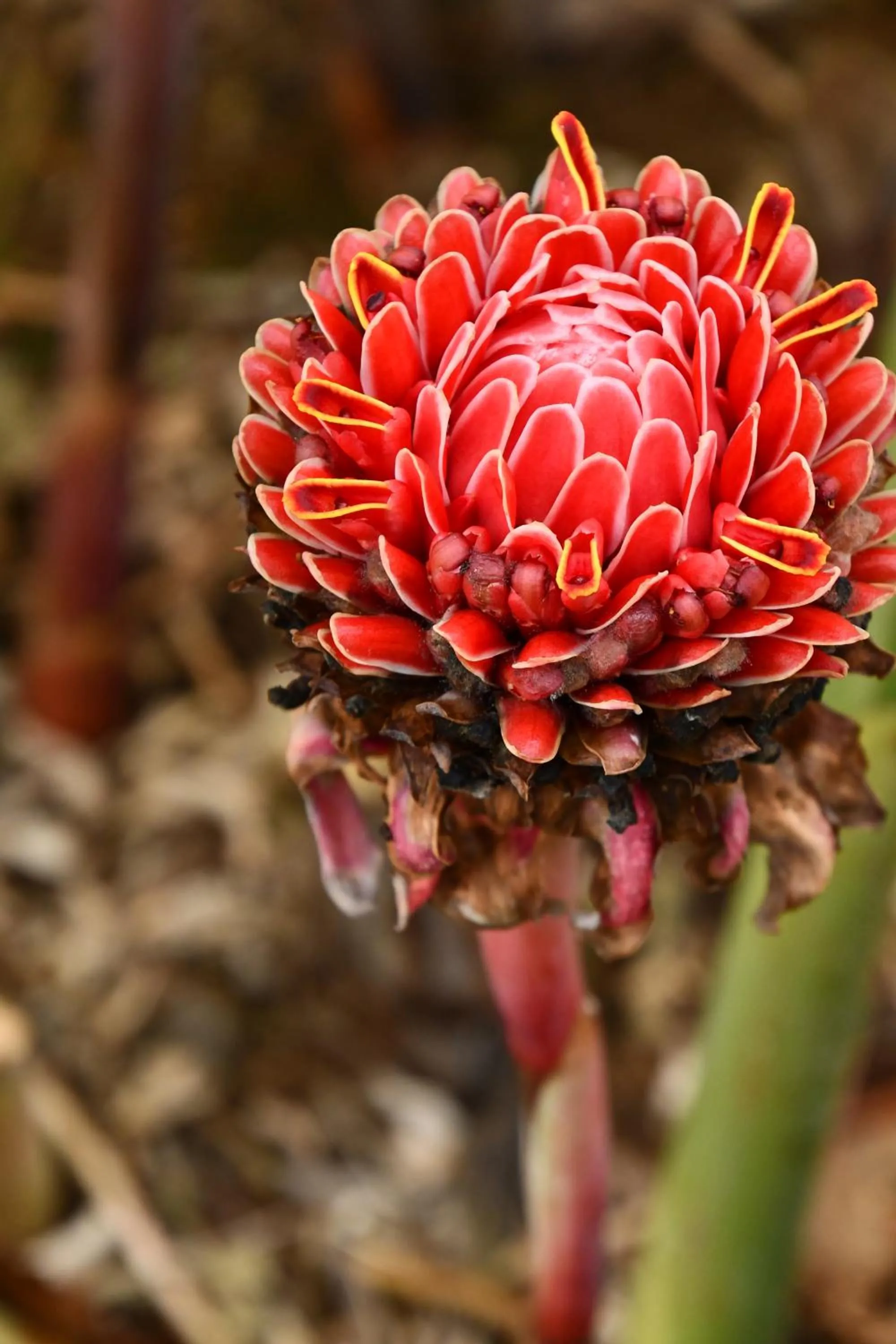 Natural landscape in Hotel Alisei