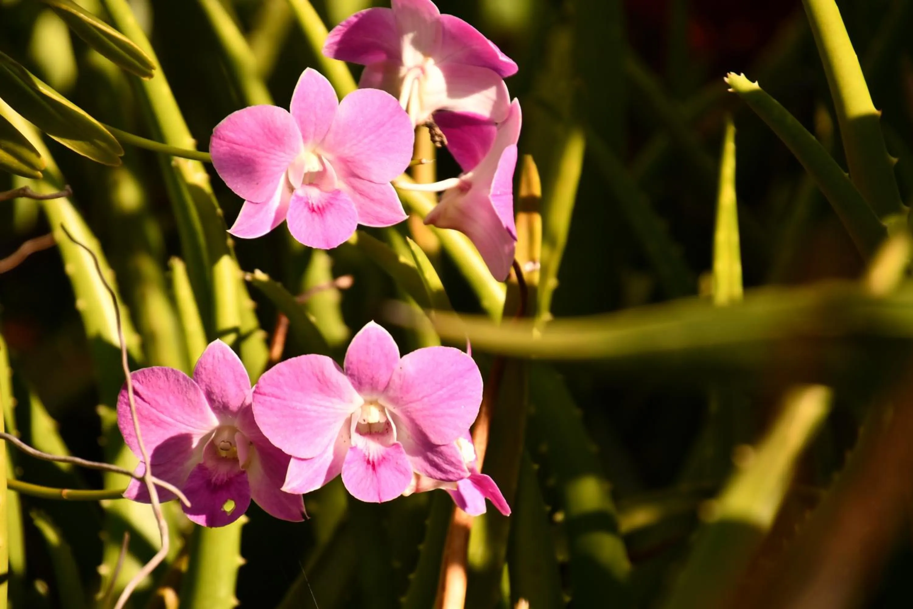 Natural landscape in Hotel Alisei