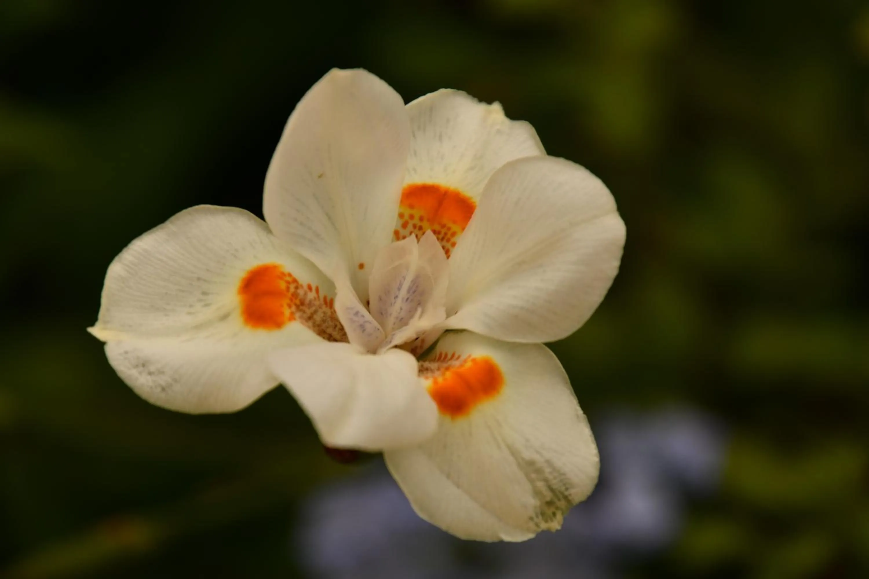 Natural landscape in Hotel Alisei
