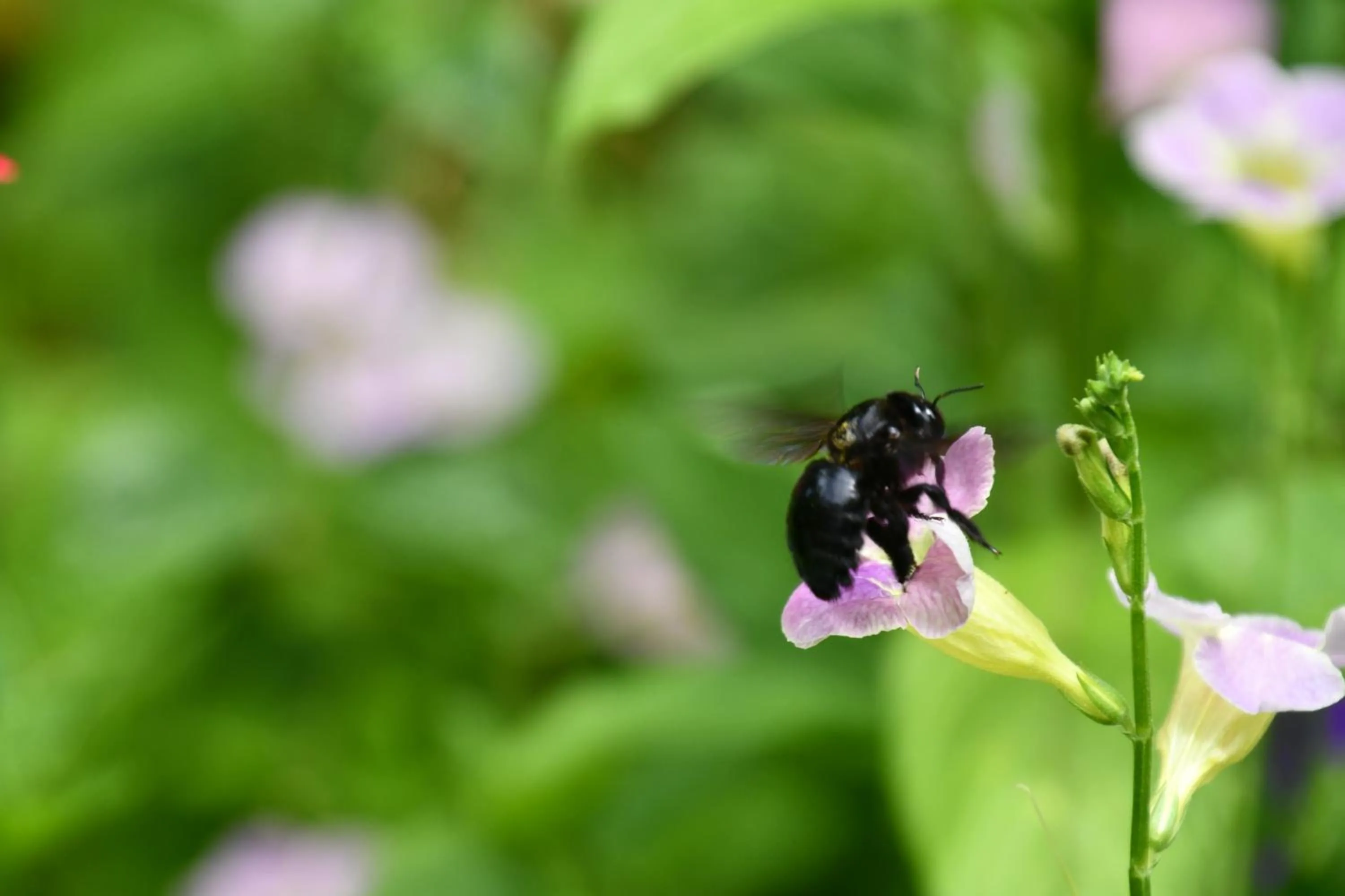 Natural landscape in Hotel Alisei