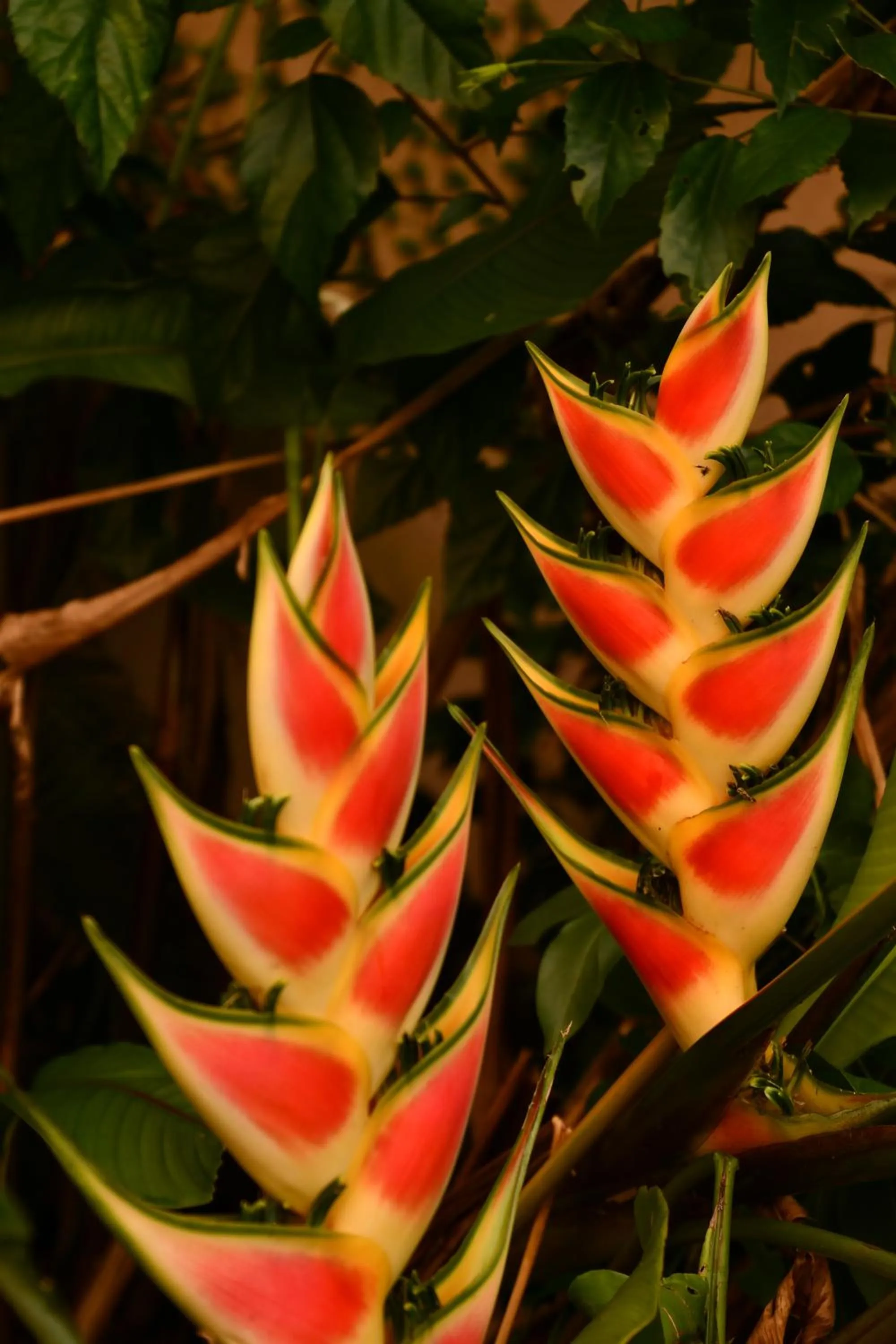 Natural landscape in Hotel Alisei