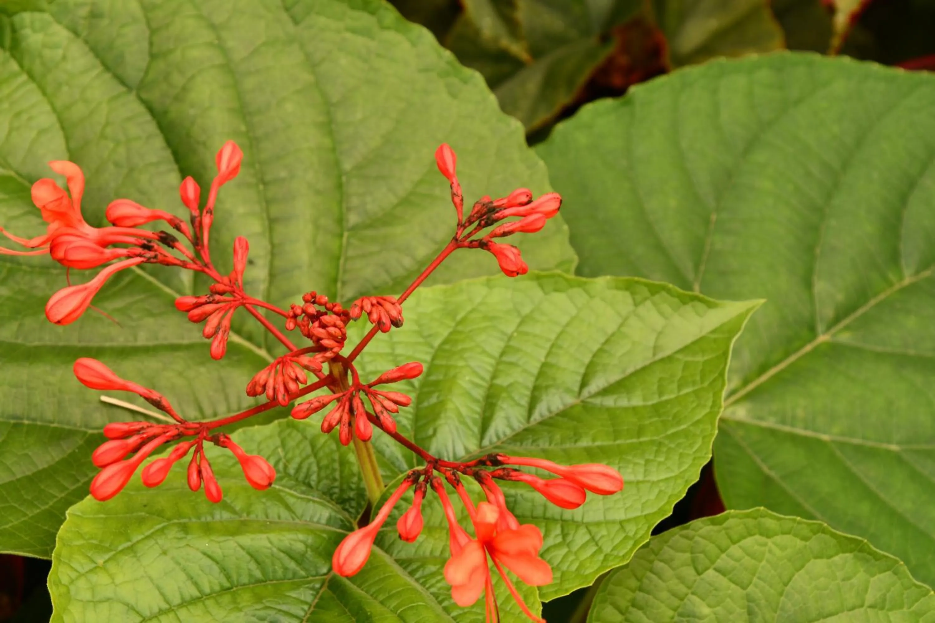 Natural landscape in Hotel Alisei