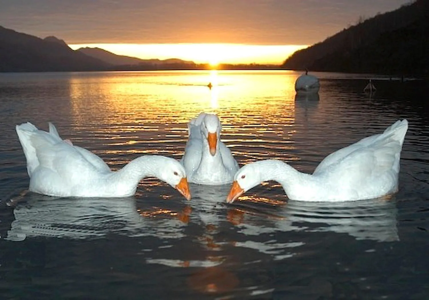 Animals in Hotel Due Palme