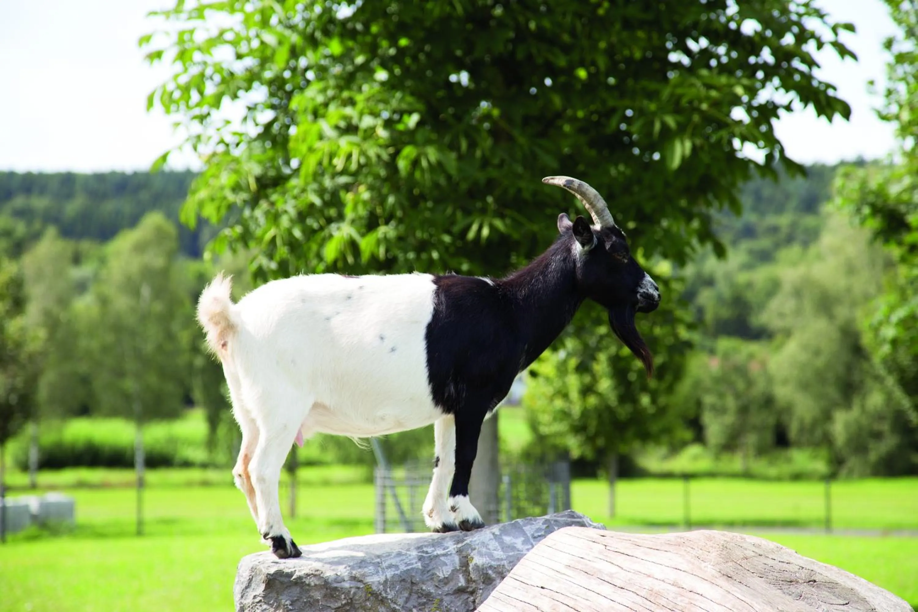 On site in Hotel Hofgut Tiergarten