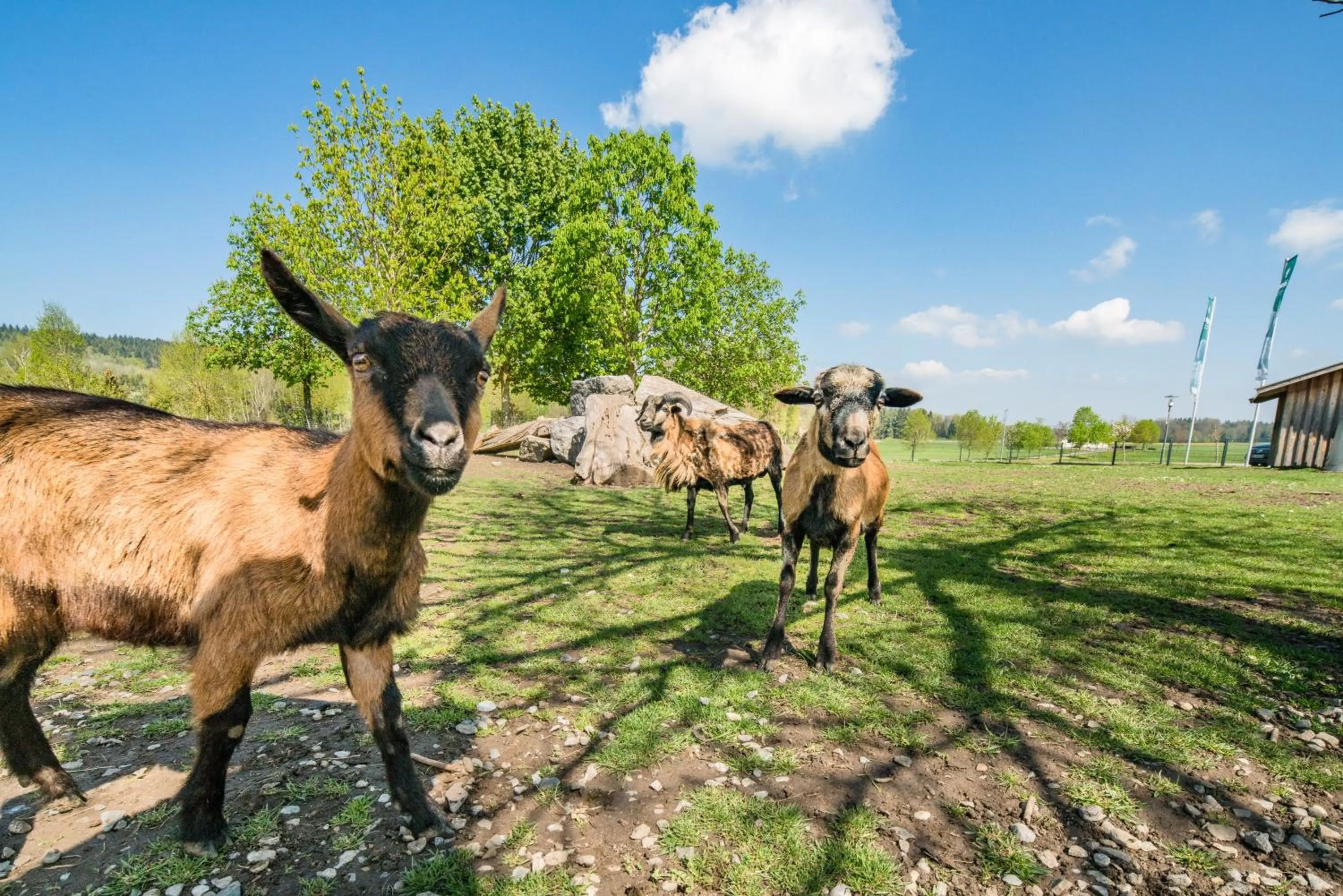 Animals in Hotel Hofgut Tiergarten