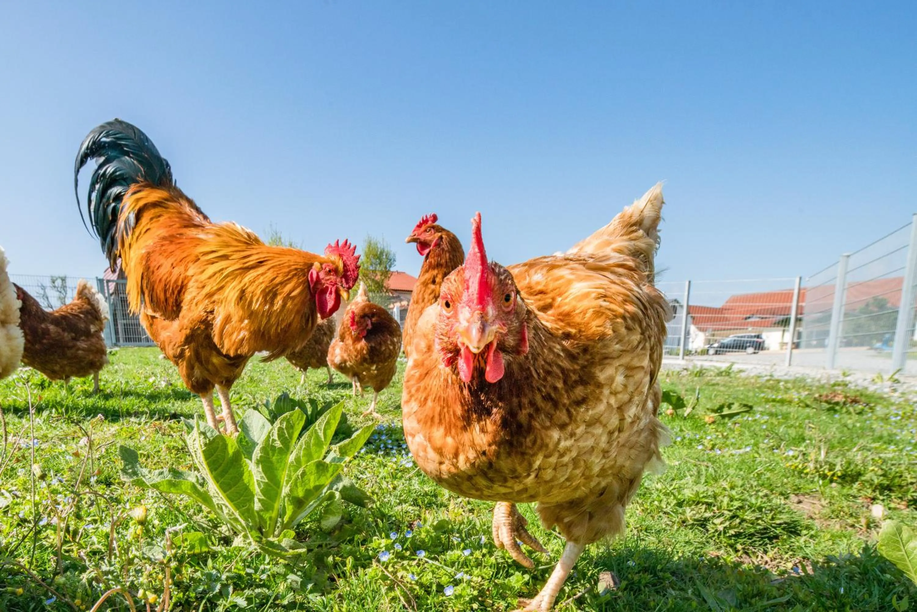 Animals in Hotel Hofgut Tiergarten