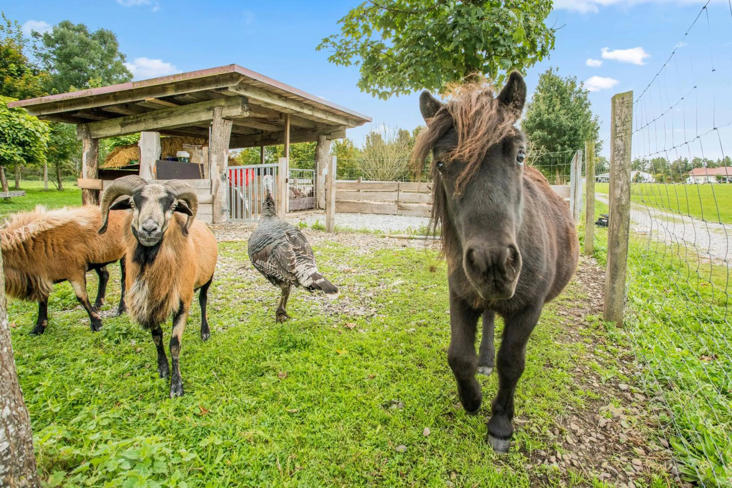 Animals in Hotel Hofgut Tiergarten