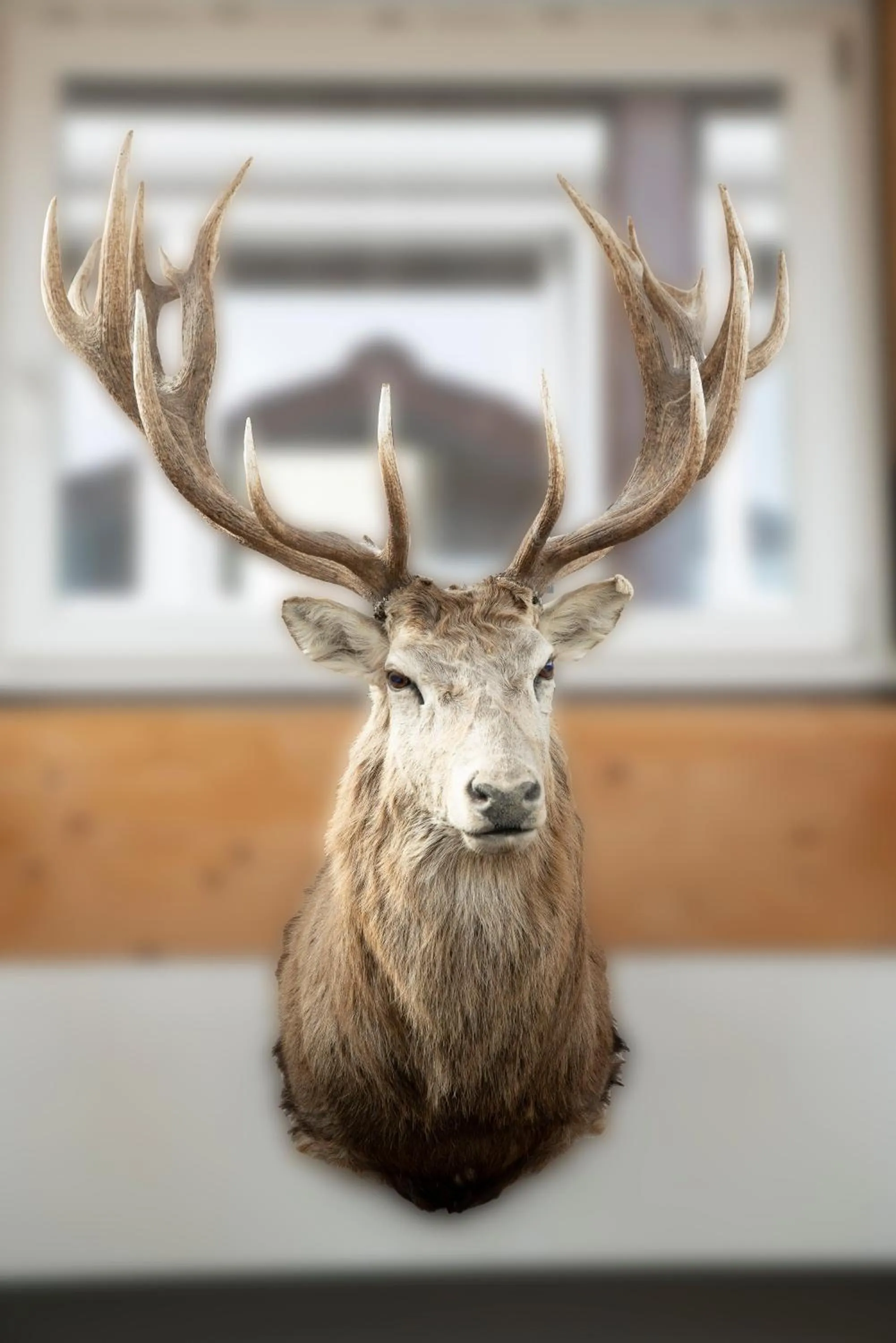 Animals in Hotel Hofgut Tiergarten