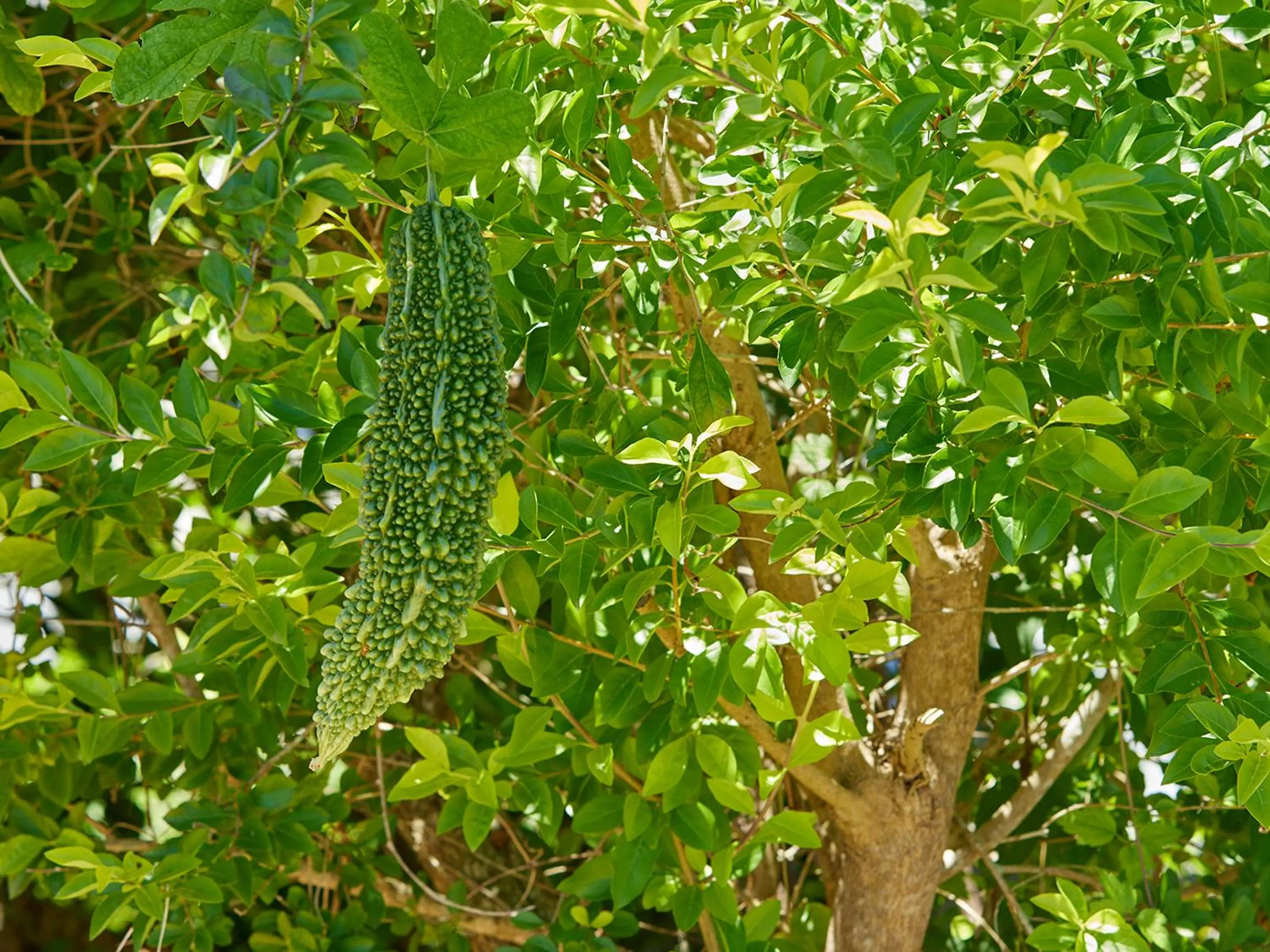 Off site in Pension Snadun