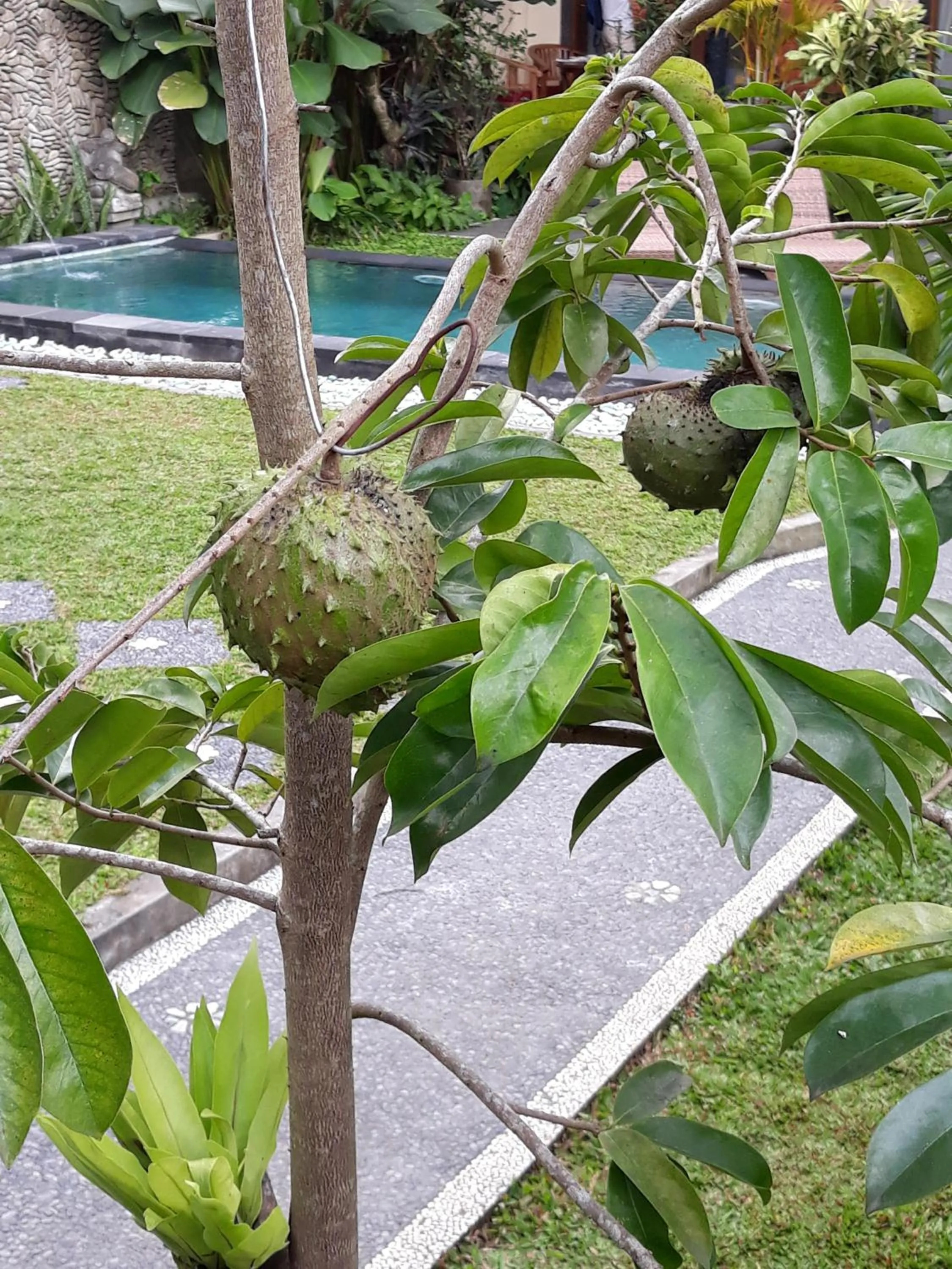 Umah Dangin Guest House