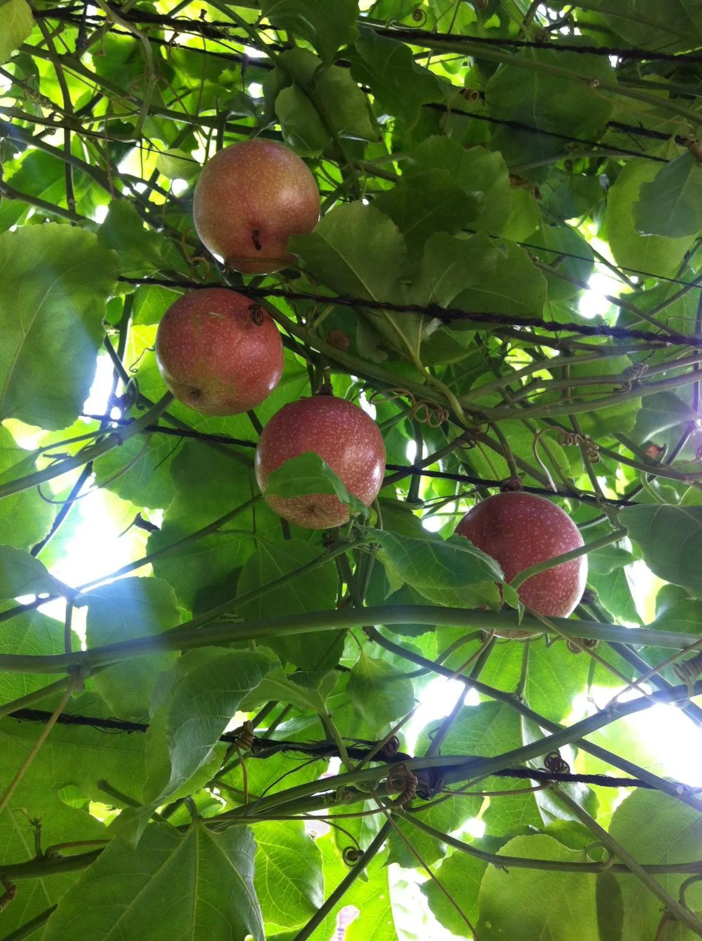Garden view in Umah Dangin Guest House
