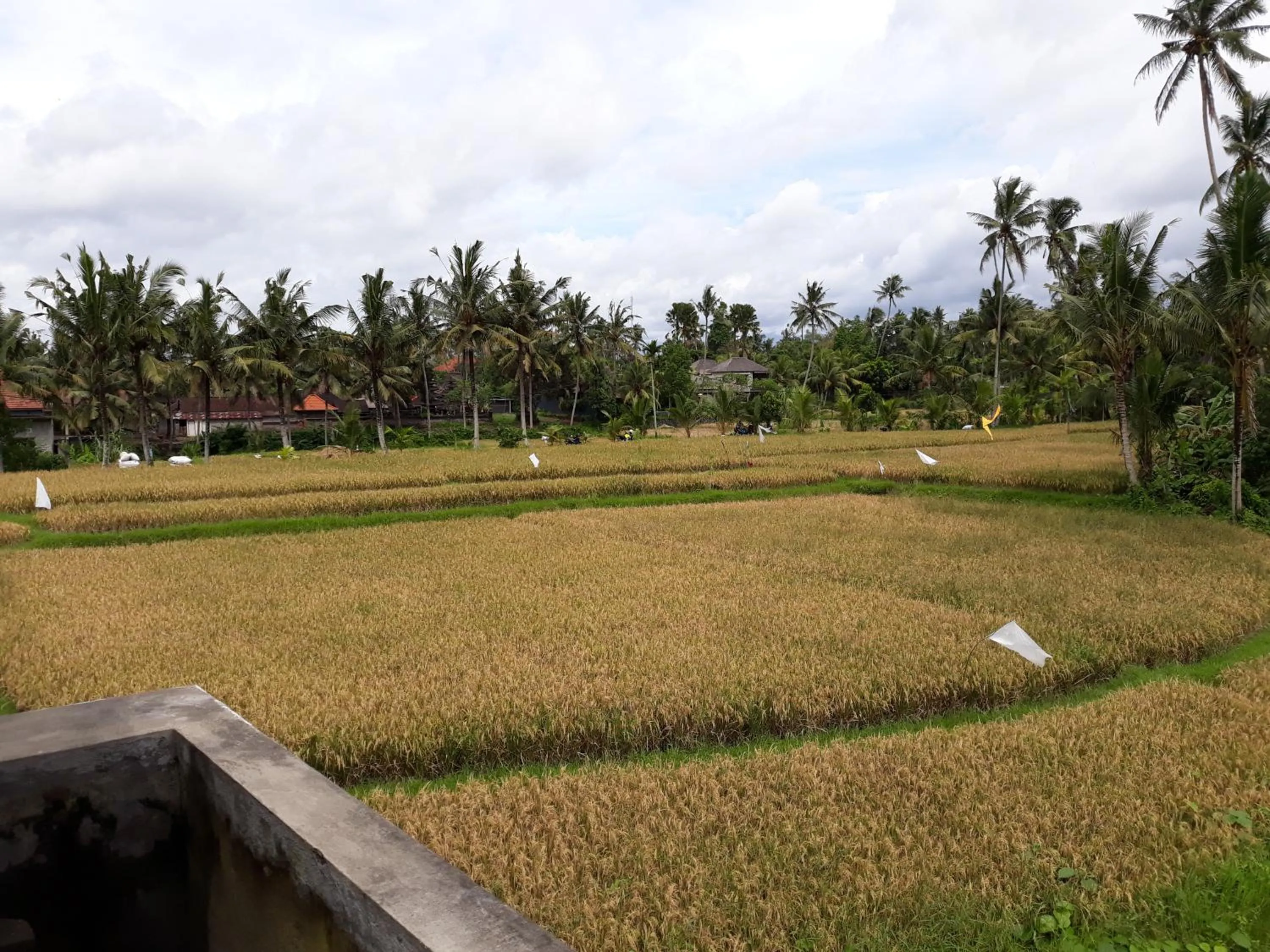 Natural landscape in Umah Dangin Guest House