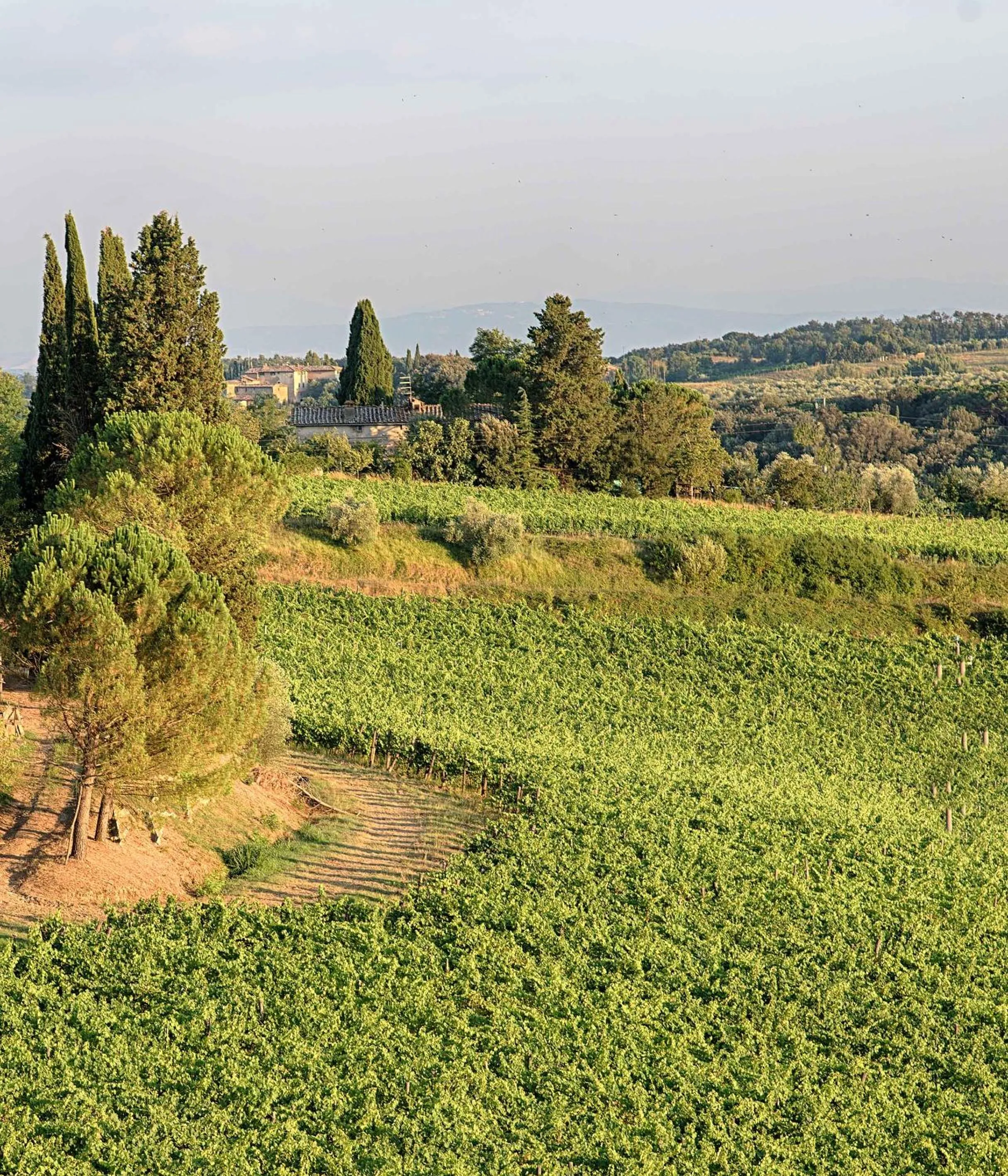 View (from property/room) in Chianti B&B Design infinity pool shared