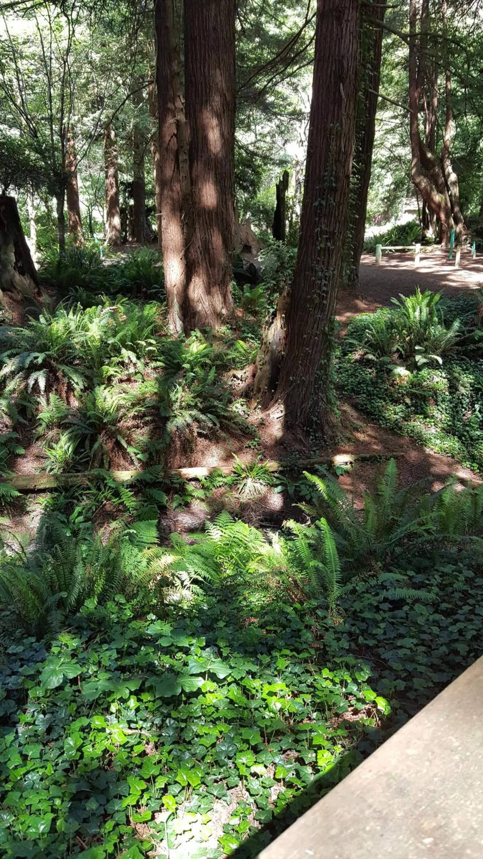 Family Room with Garden View - Pet Friendly in Emerald Forest Cabins