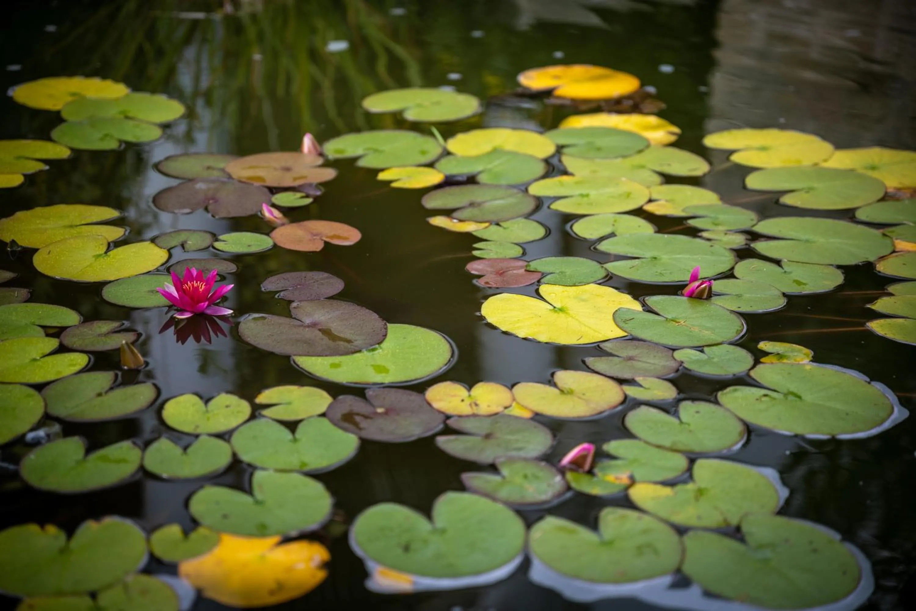 Garden in Tulip Inn Beaune