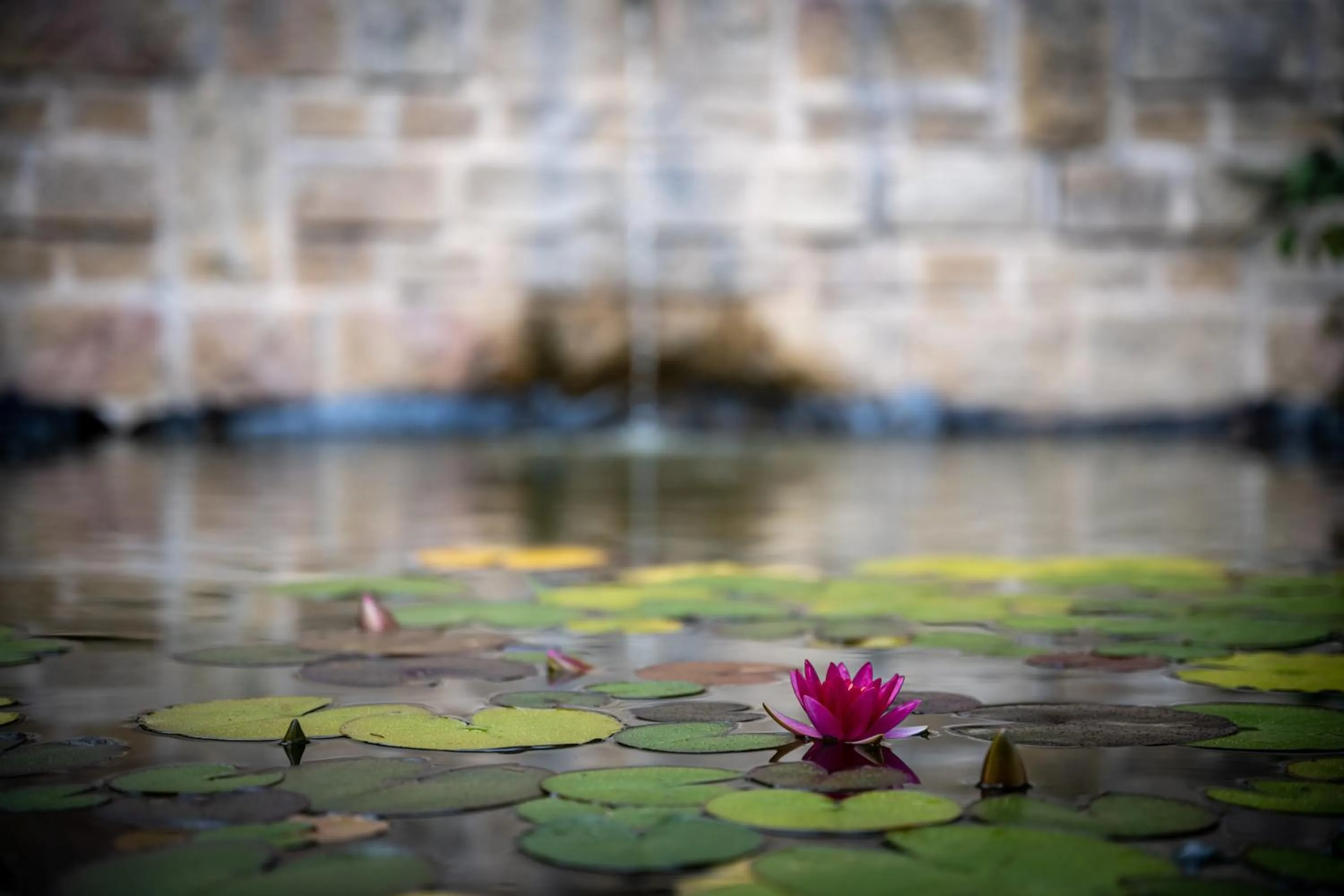 Spring in Tulip Inn Beaune