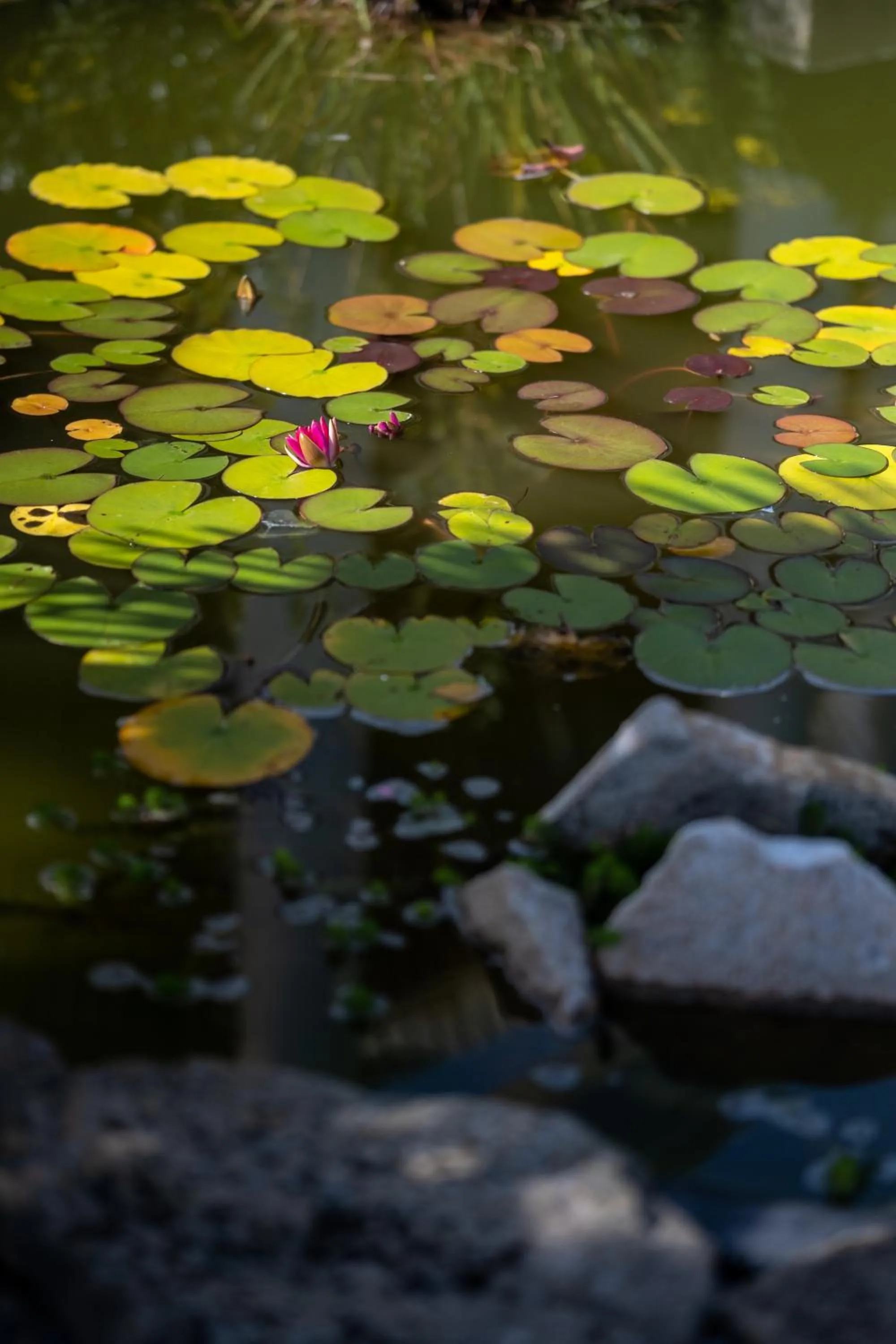 Garden in Tulip Inn Beaune