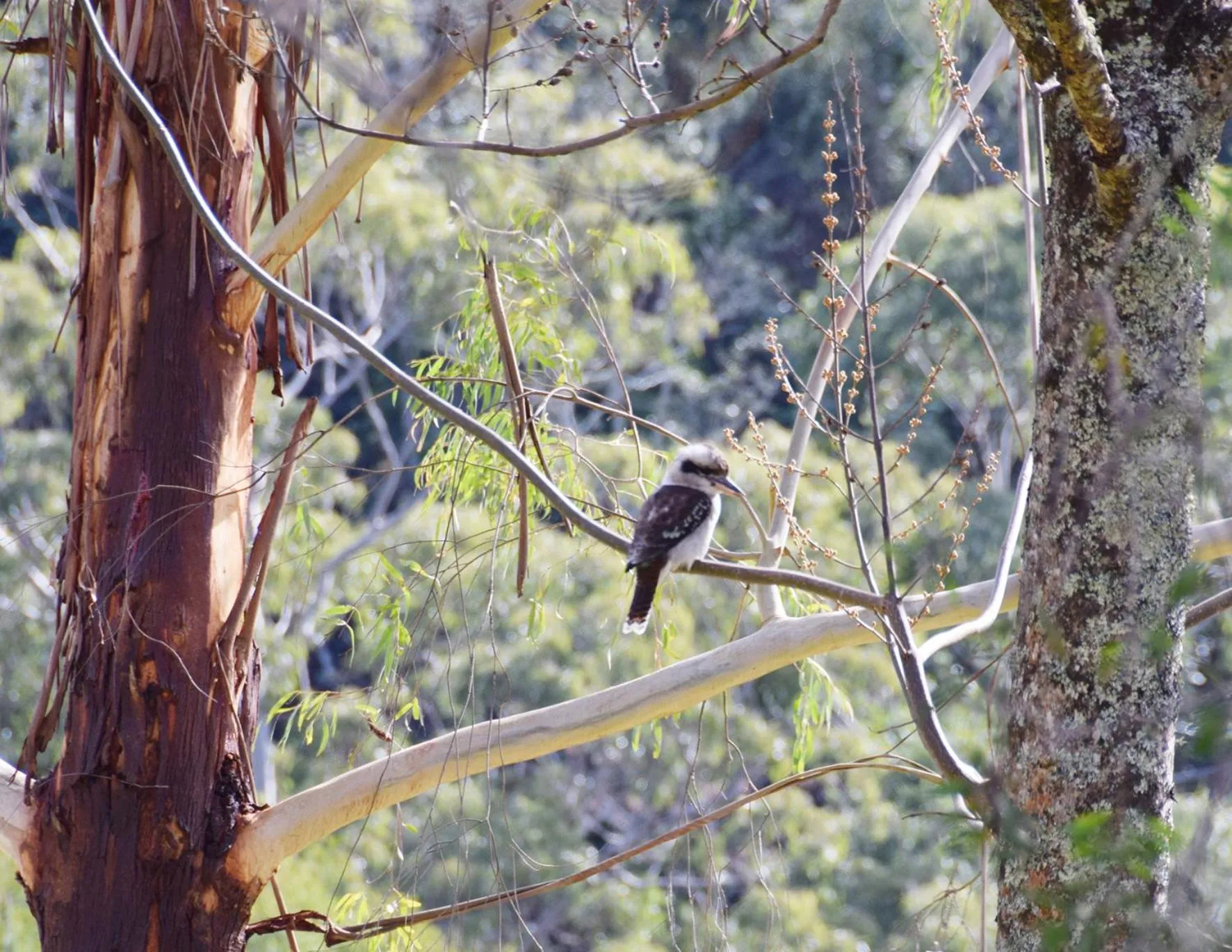 Animals in Copeland House