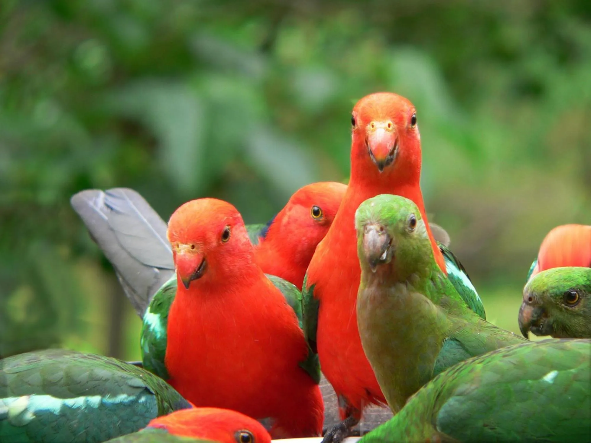 Animals in Copeland House