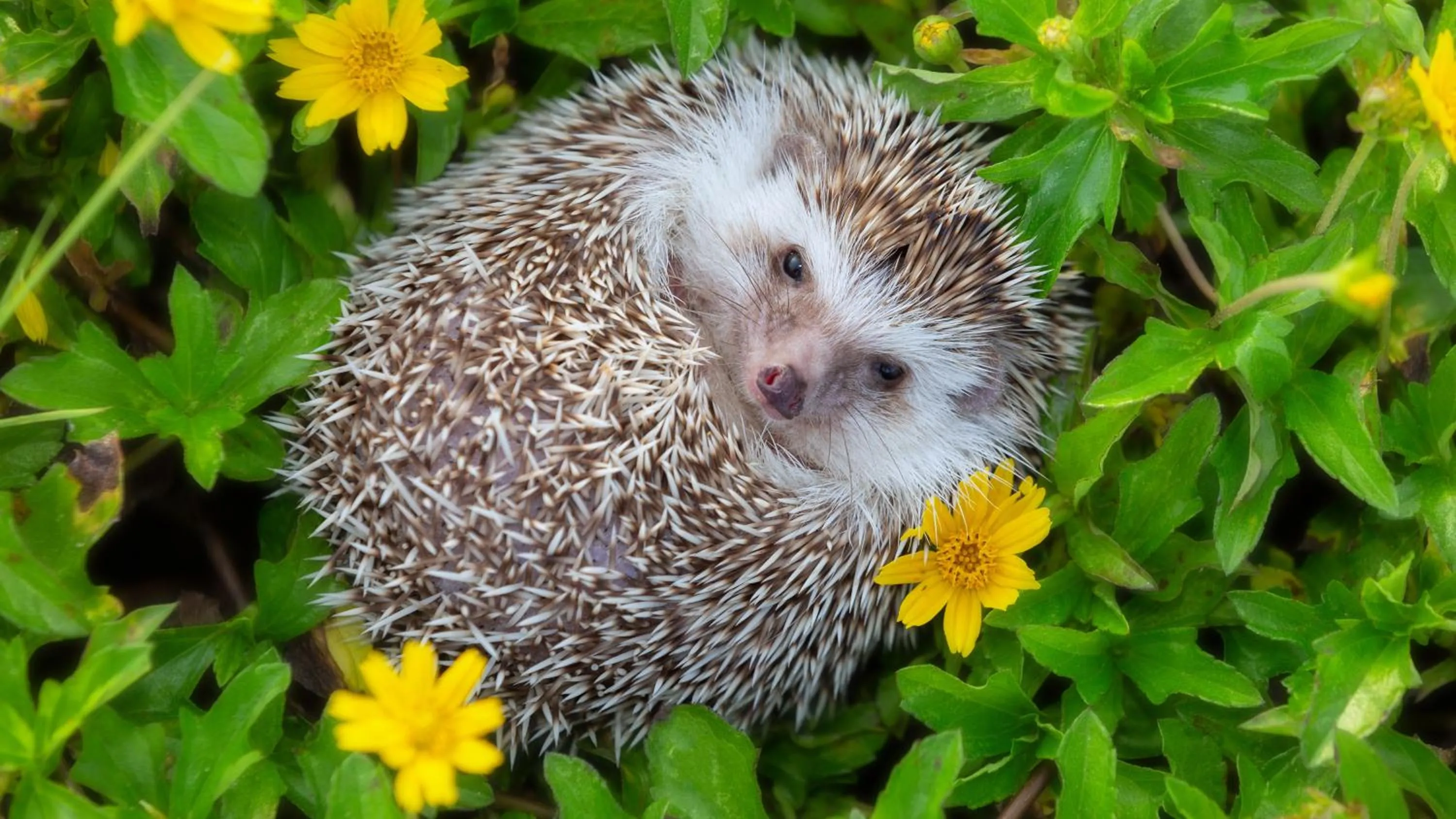 Logis Hôtel restaurant Bel Horizon