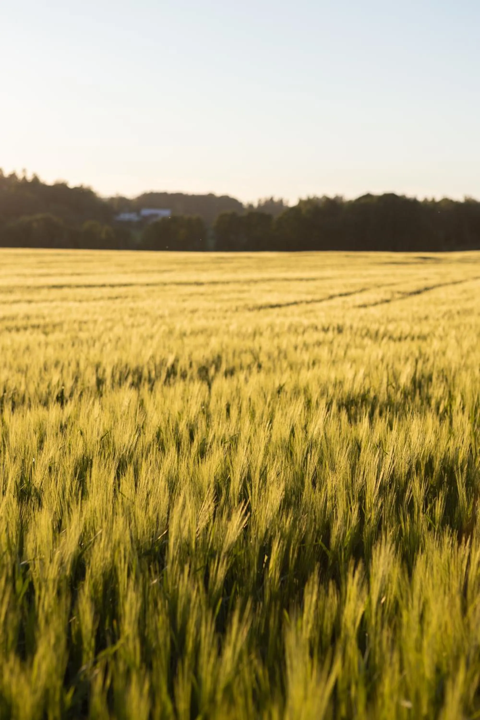 Day in Dal Gjestegaard