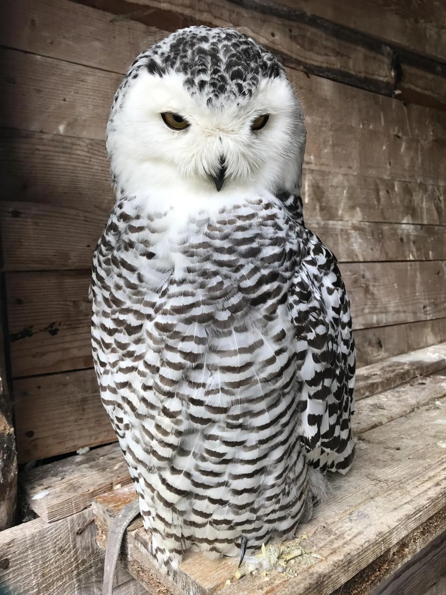 Animals in TH Borca di Cadore - Park Hotel Des Dolomites