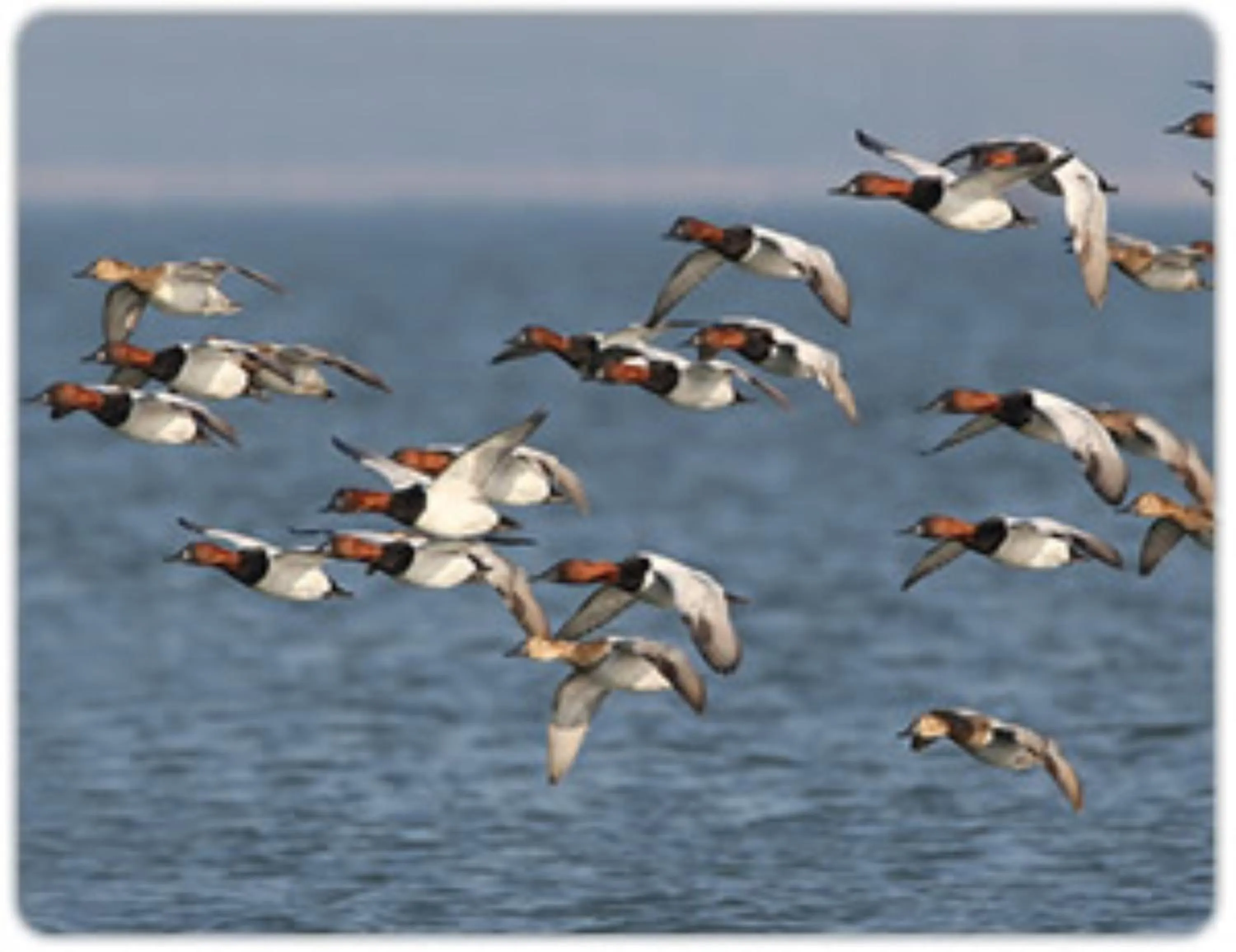 Other in Comfort Inn & Suites Chestertown