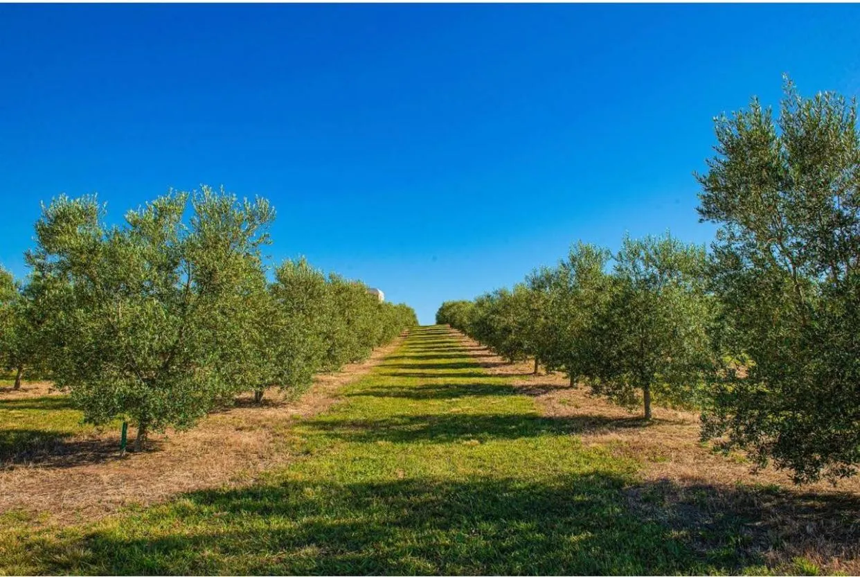 Entertainment in Hotel Recanto Maestro