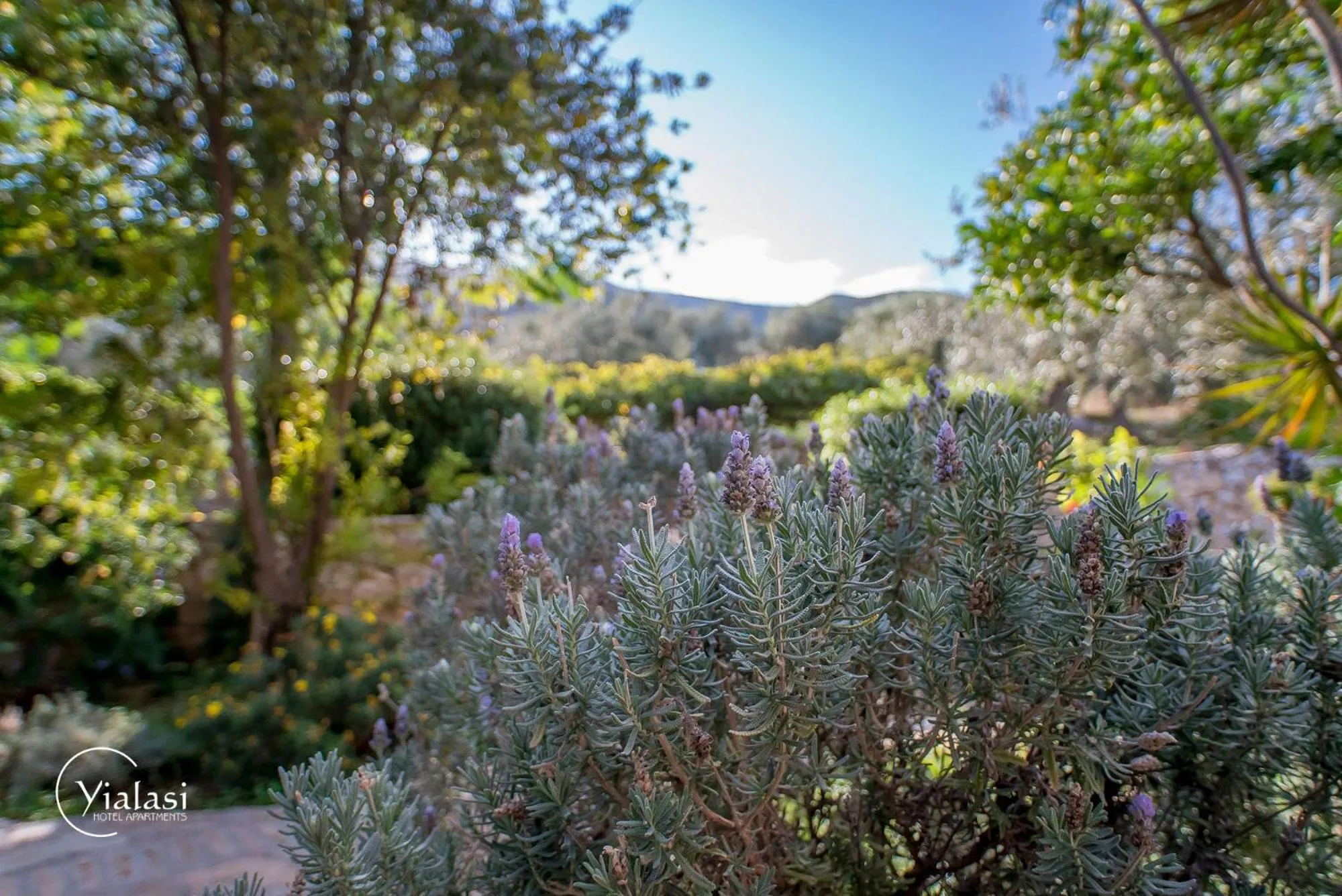 Garden in Yialasi Hotel