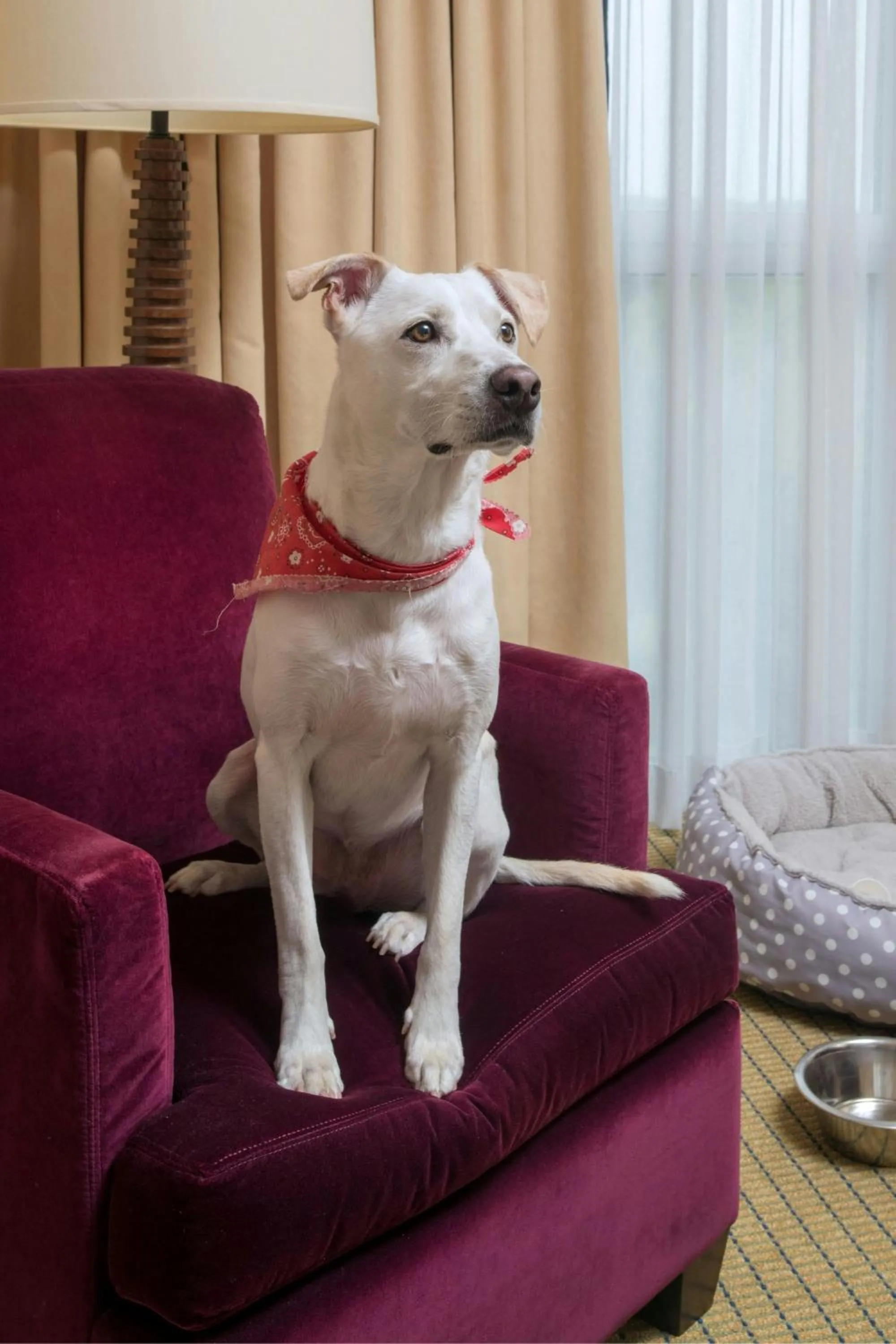 Photo of the whole room in Marriott Dallas Fort Worth Westlake