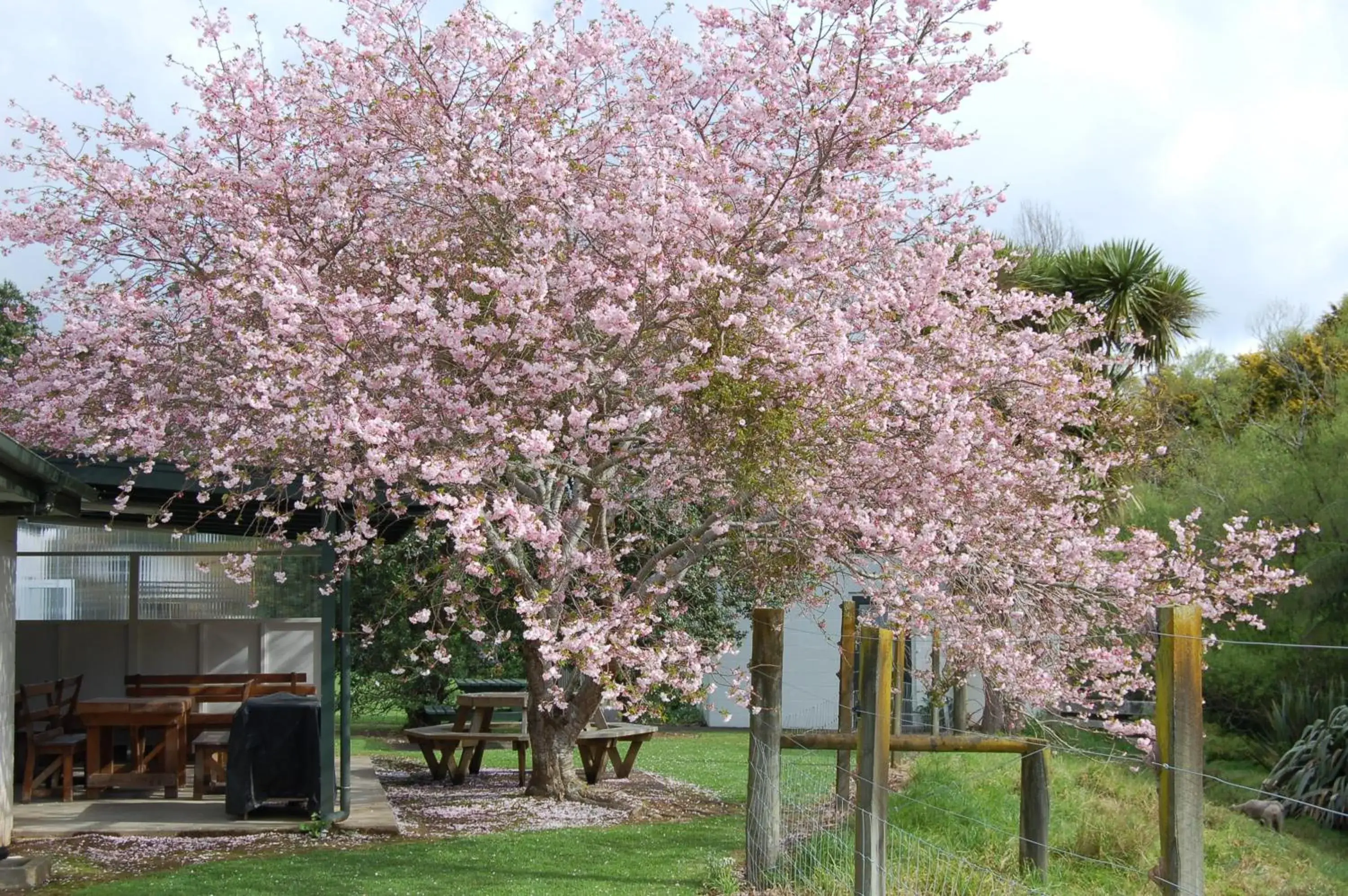 Tent - single occupancy in Egmont Eco Leisure Park & Backpackers Tent - single occupancy in Egmont Eco Leisure Park & Backpackers