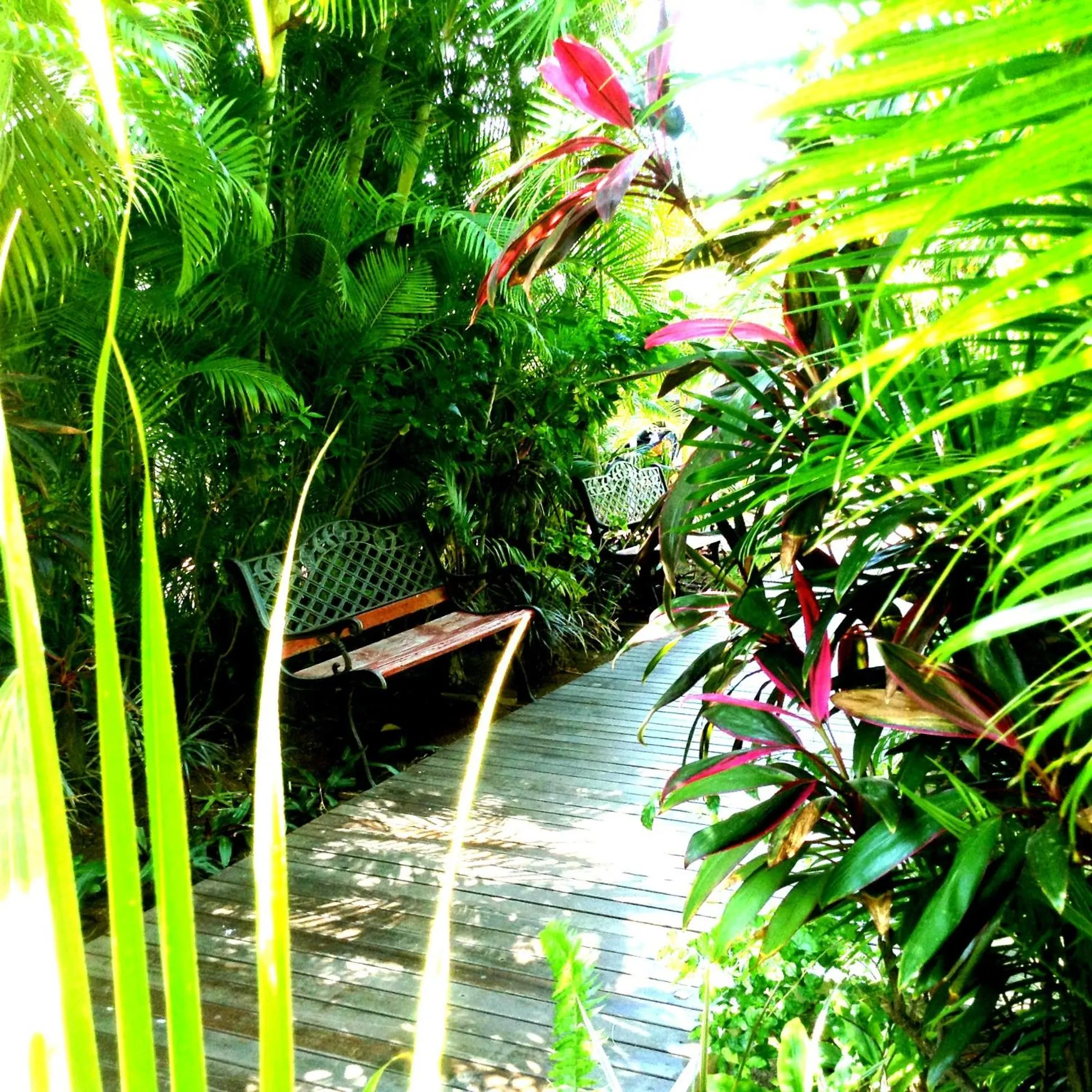 Garden in Hôtel les Bougainvilliers