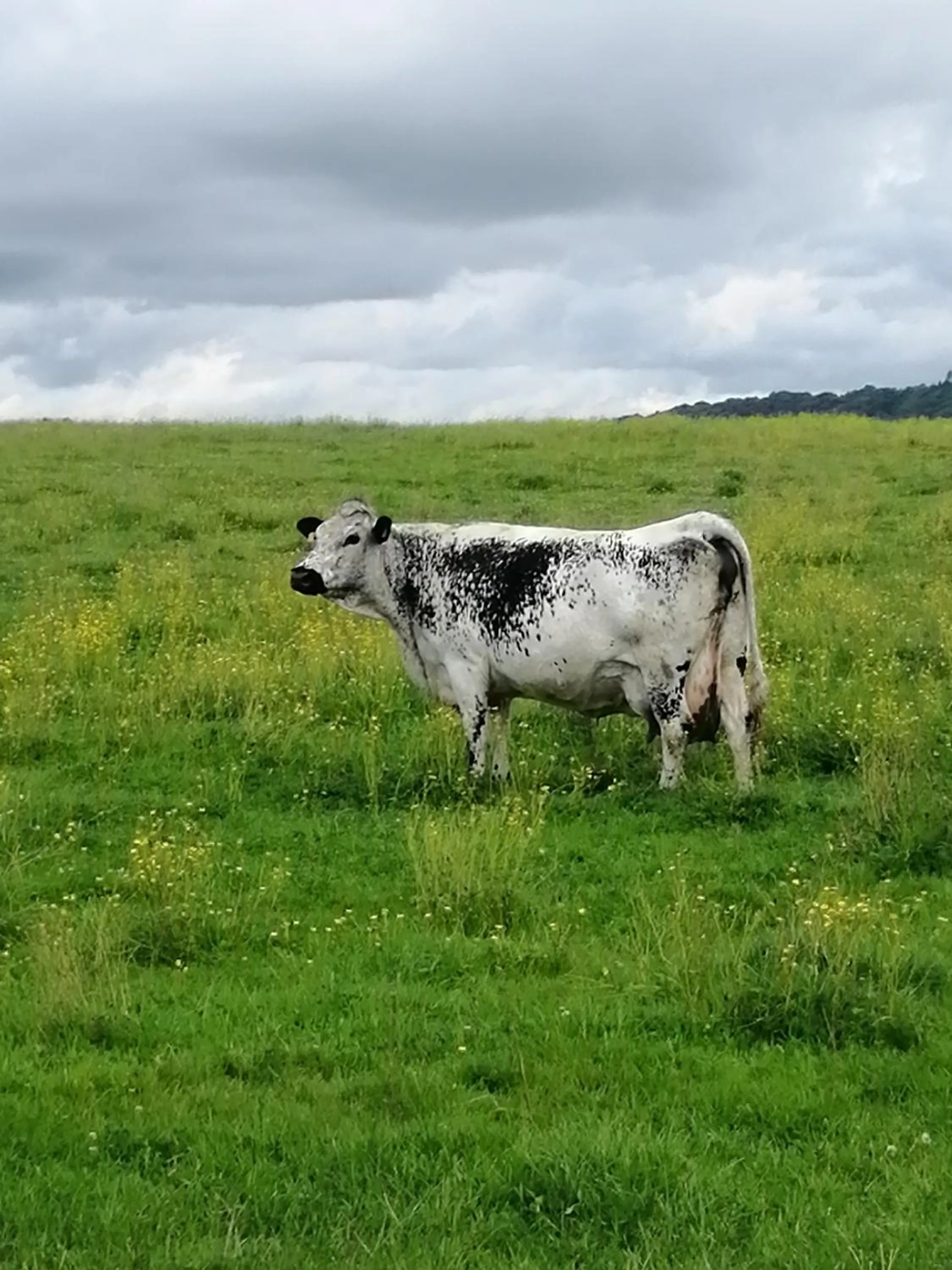 Animals in Relais de la Mothe LA SUITE