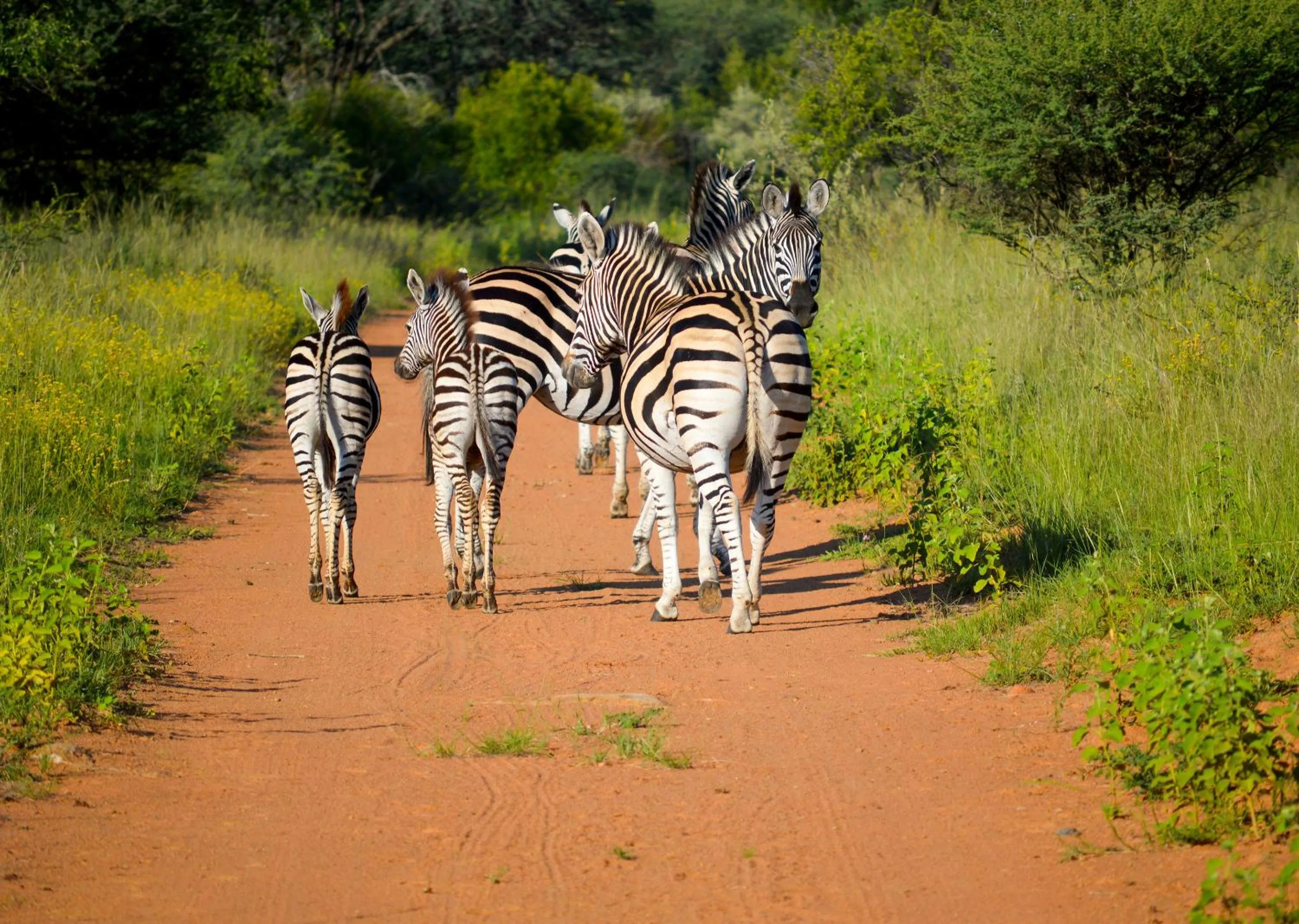 Day in Finfoot Lake Reserve by Dream Resorts