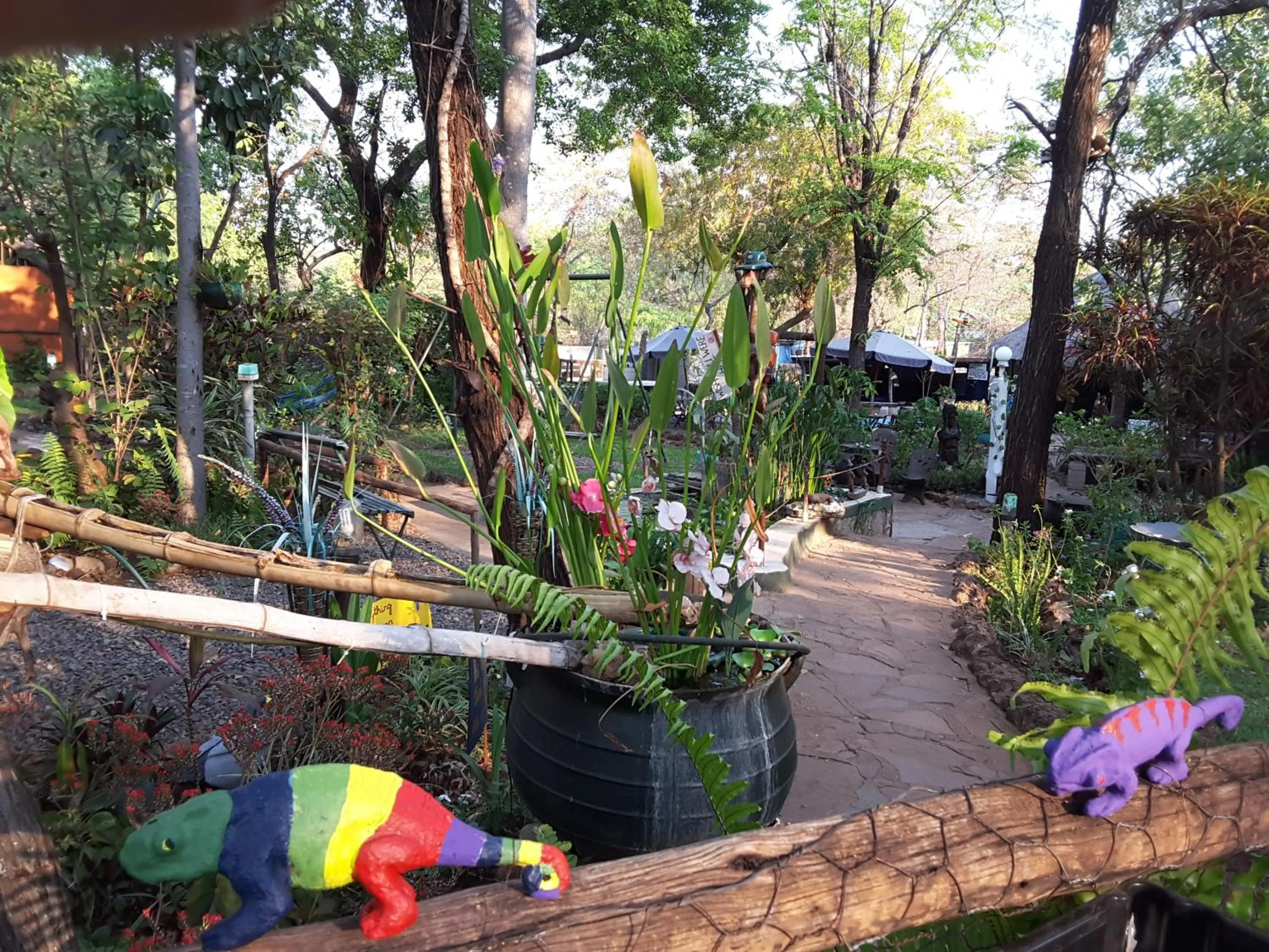 Garden in Victoria Falls Backpackers Lodge