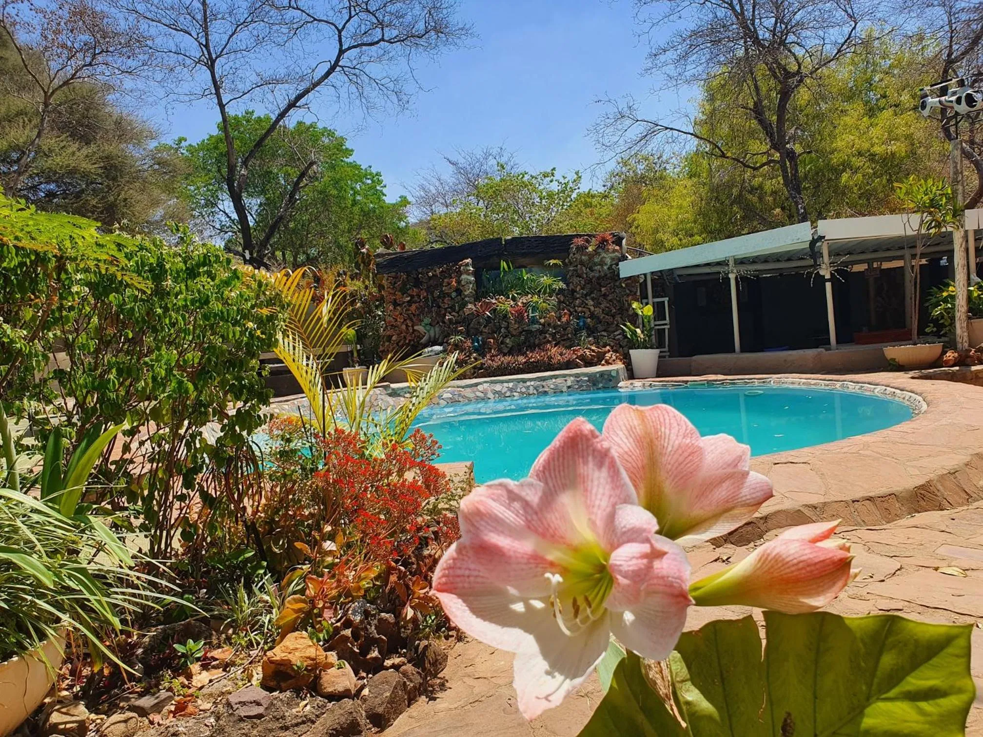 Garden in Victoria Falls Backpackers Lodge