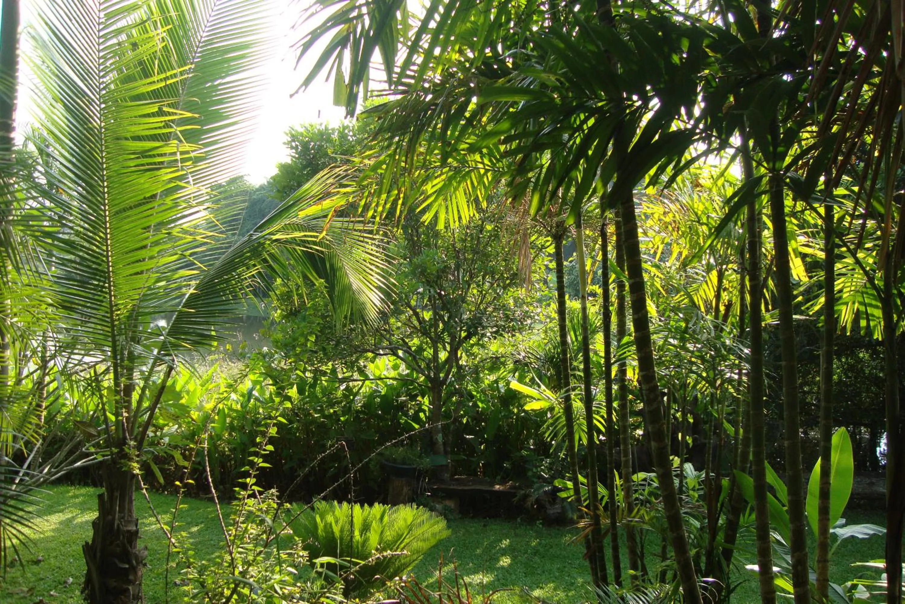 Garden in Baan Suan Jantra Home Stay