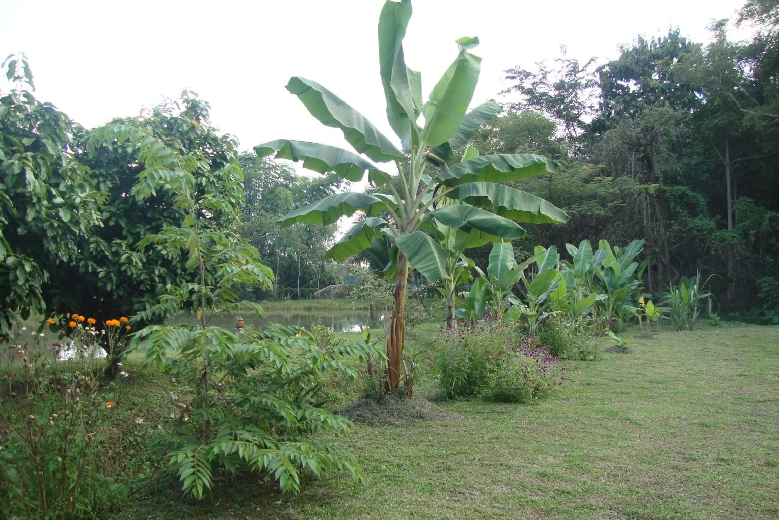 Garden view in Baan Suan Jantra Home Stay