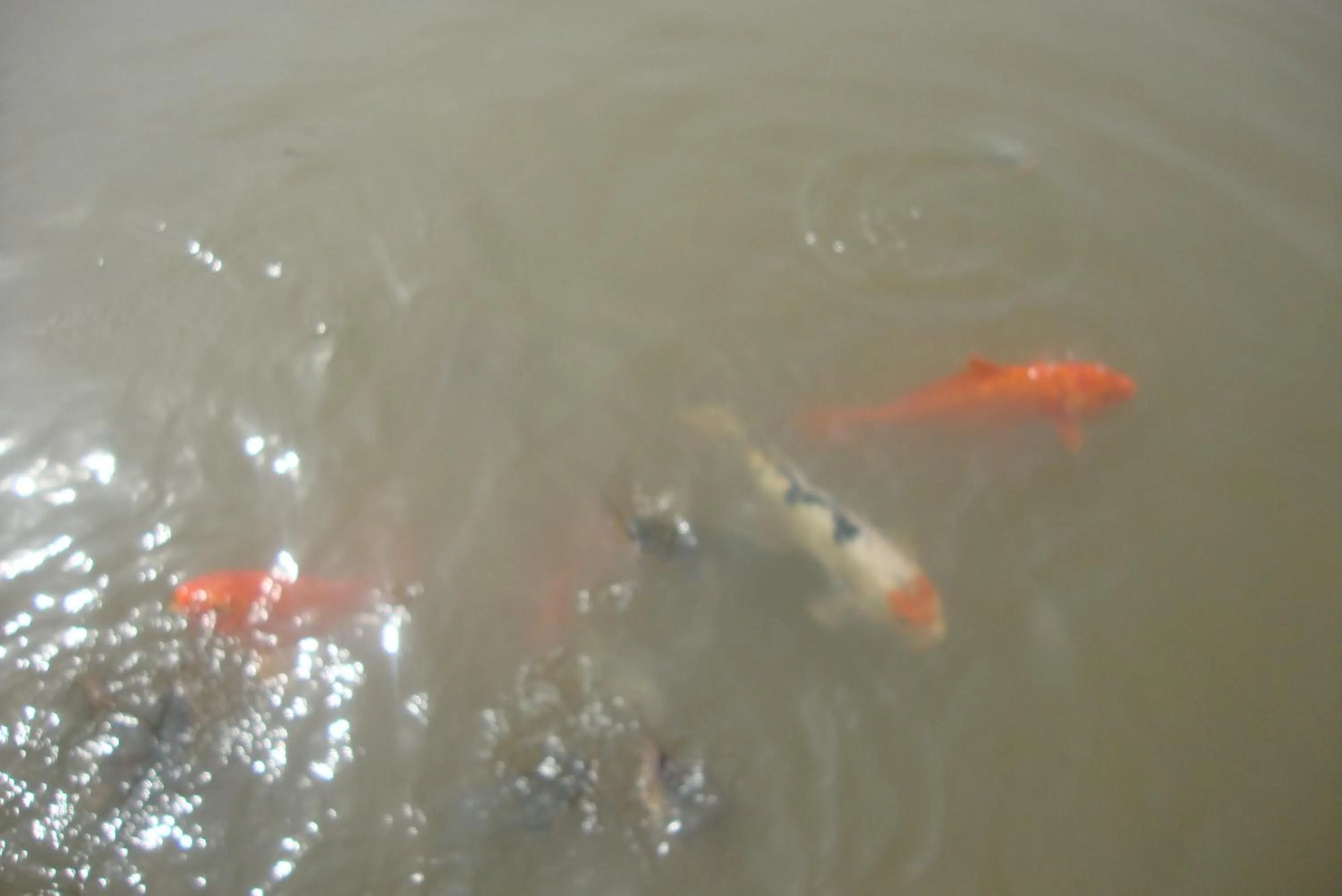 Pets in Baan Suan Jantra Home Stay