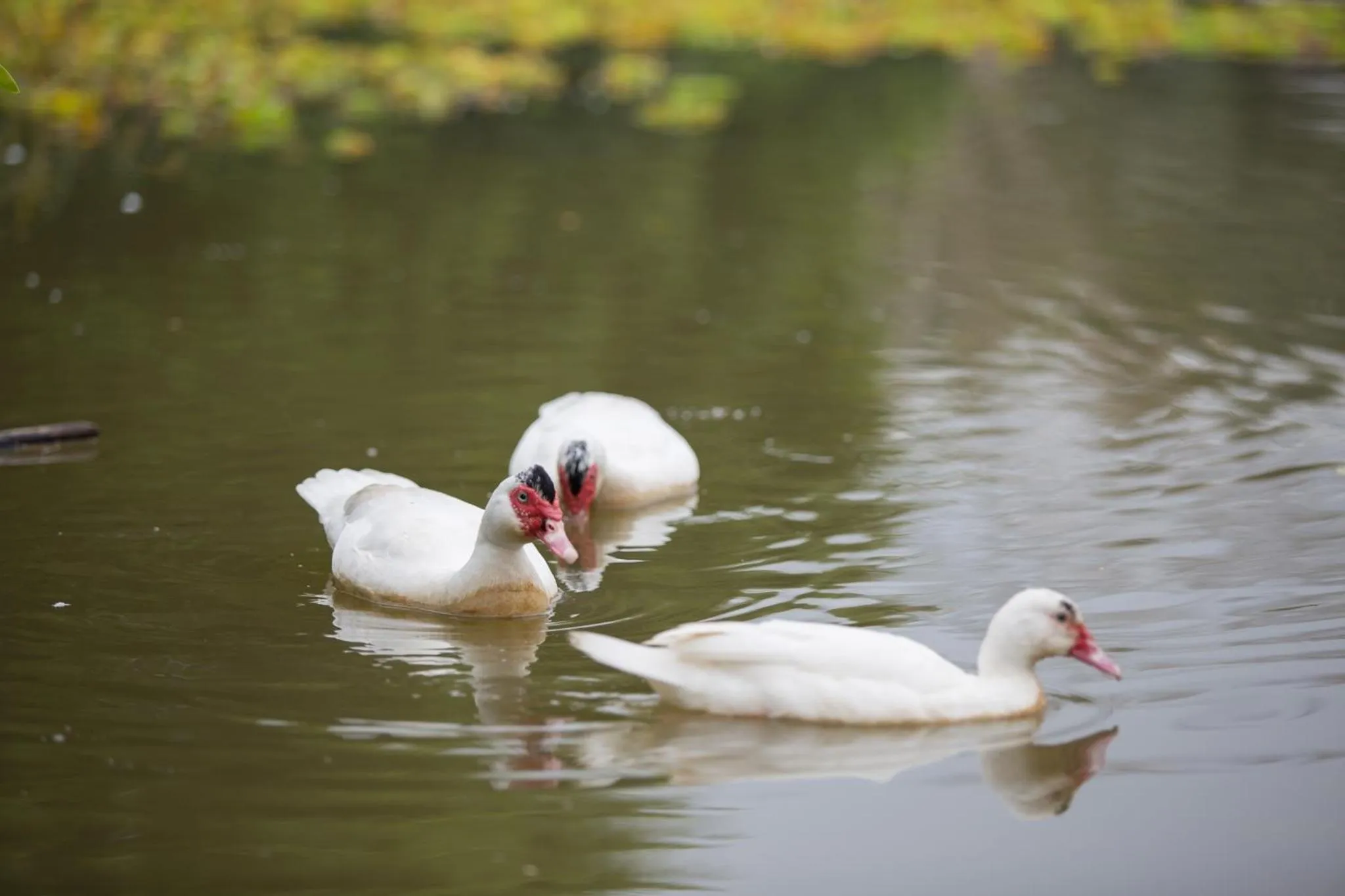 Baan Suan Jantra Home Stay