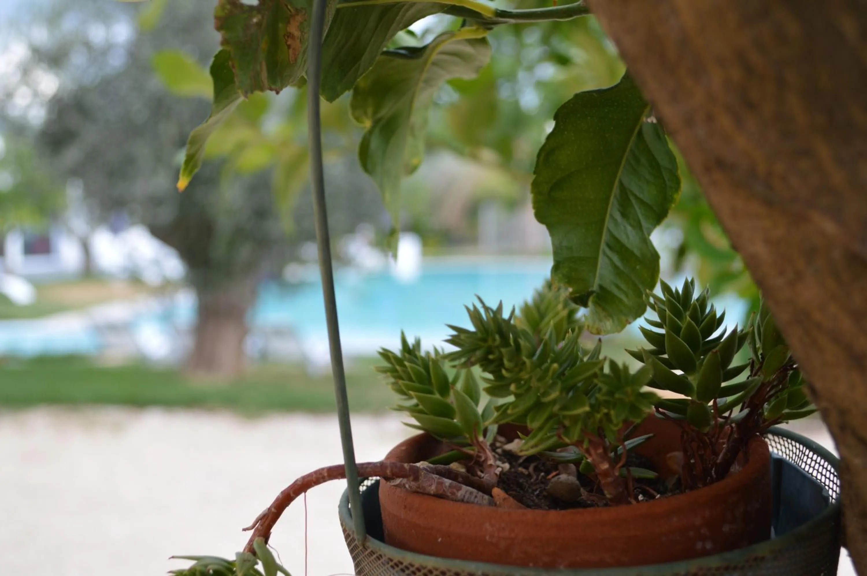 Swimming pool in Hotel Torre Santamaria Resort