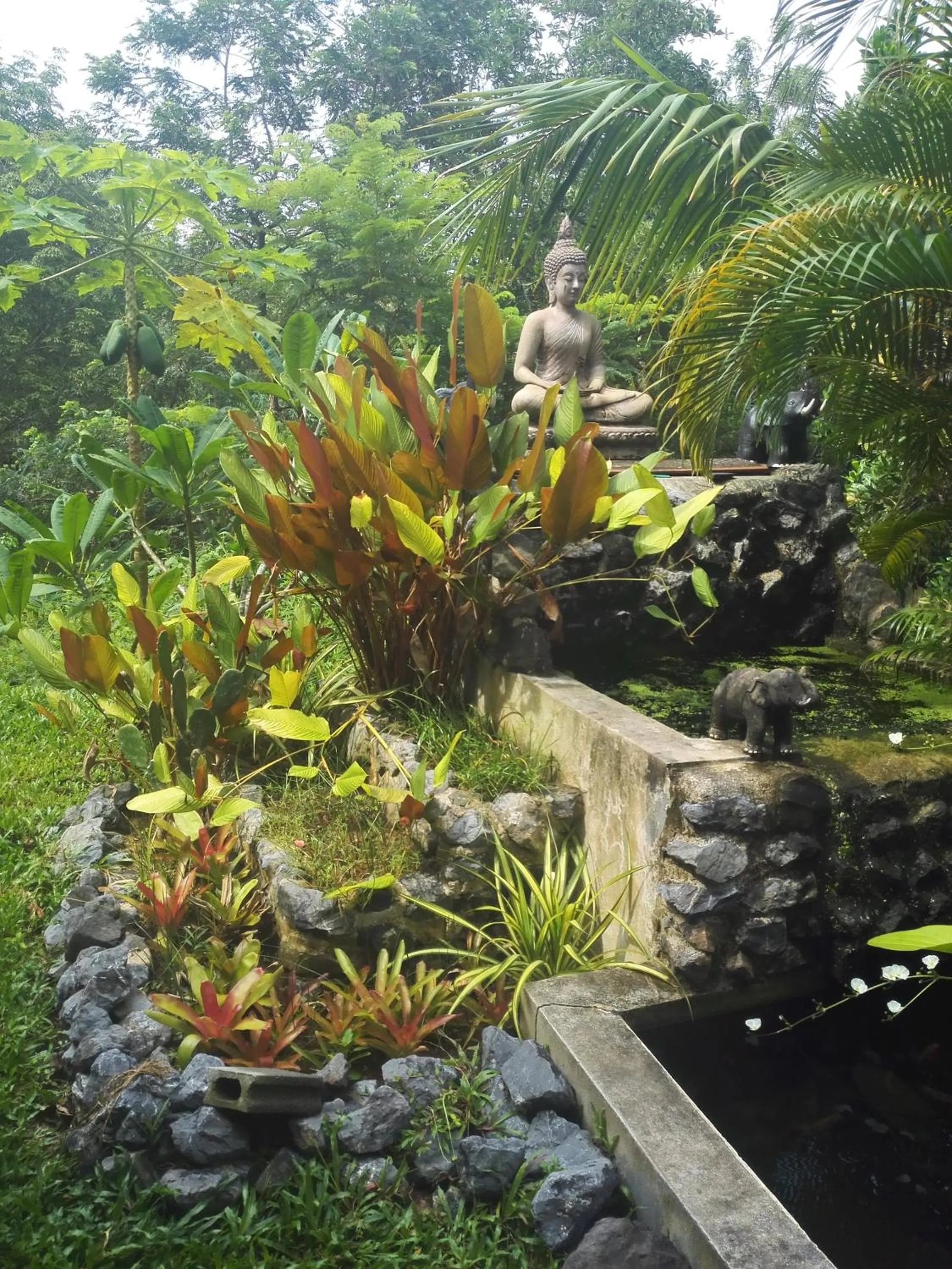 Garden in Nananuira Apartment and Room