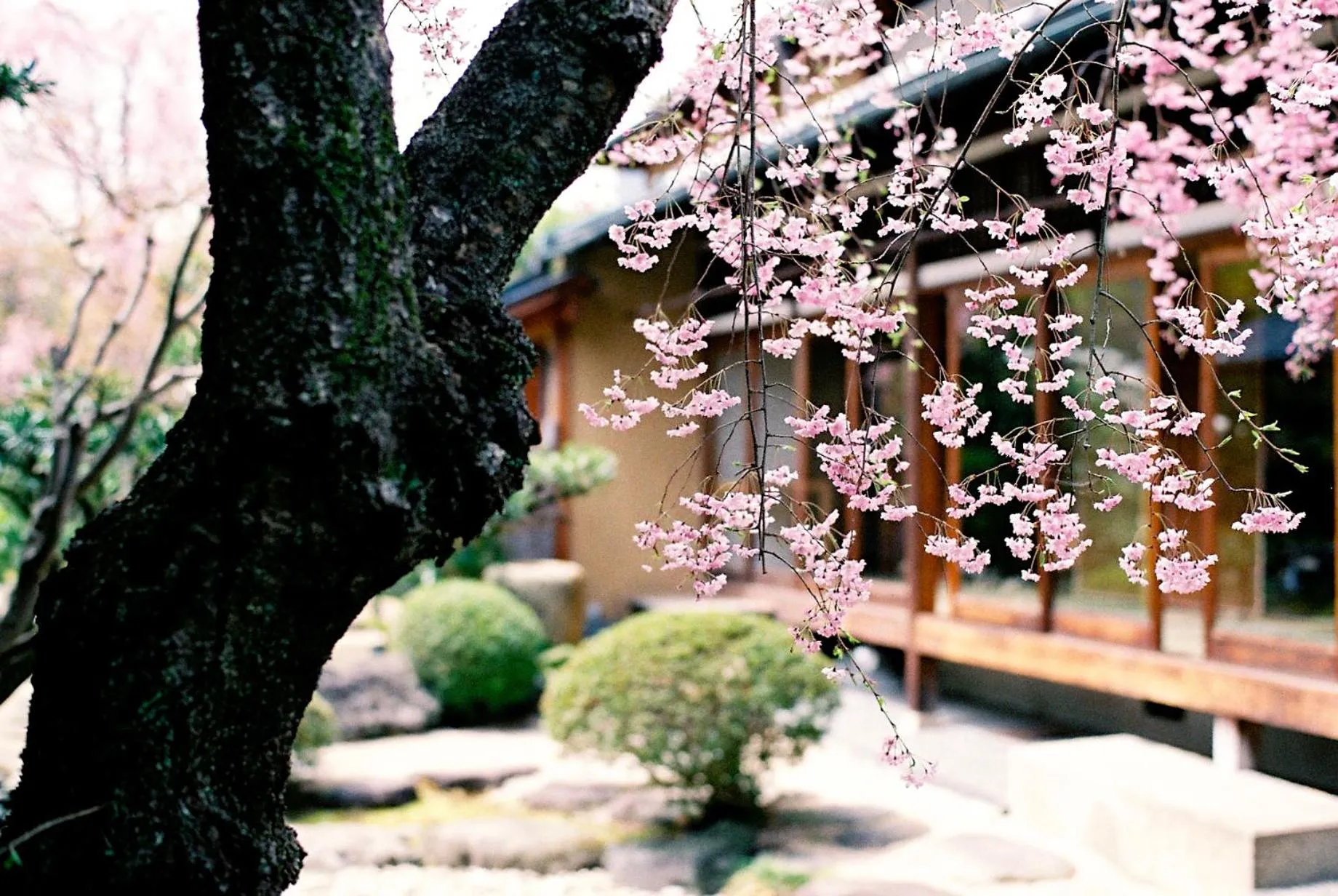 Spring in Ryokan Genhouin