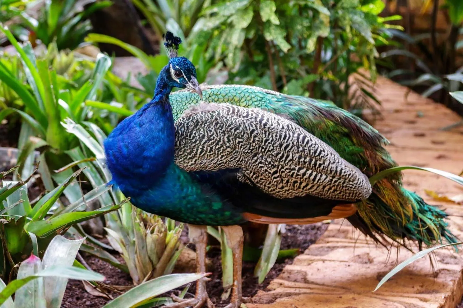 Animals in Summerfield Botanical Garden & Exclusive Resort