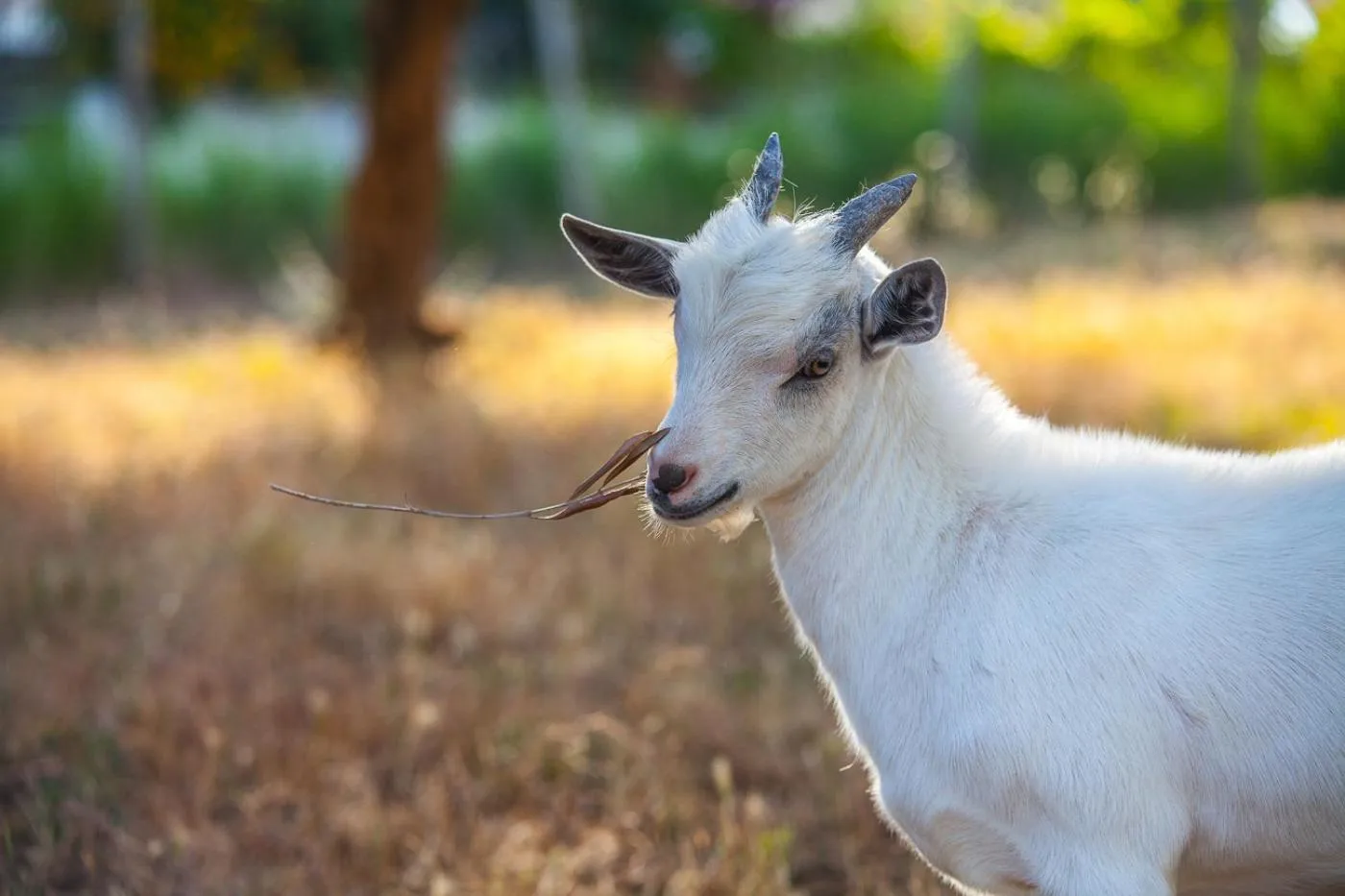 Animals in Il Gallo Con Gli Stivali