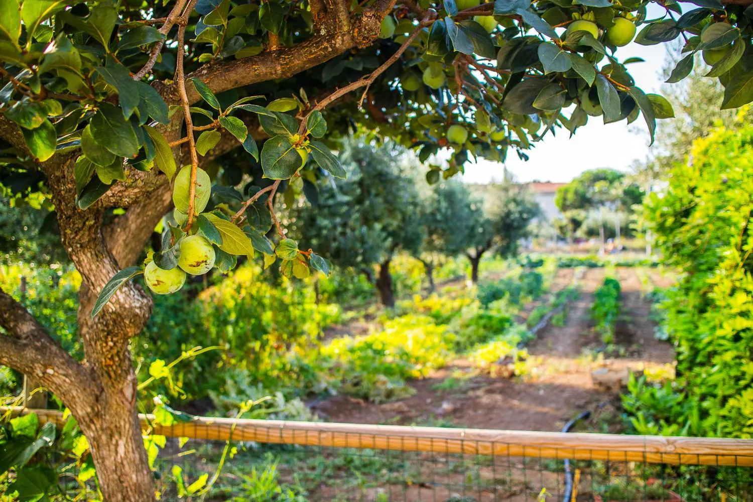 Garden in Il Gallo Con Gli Stivali