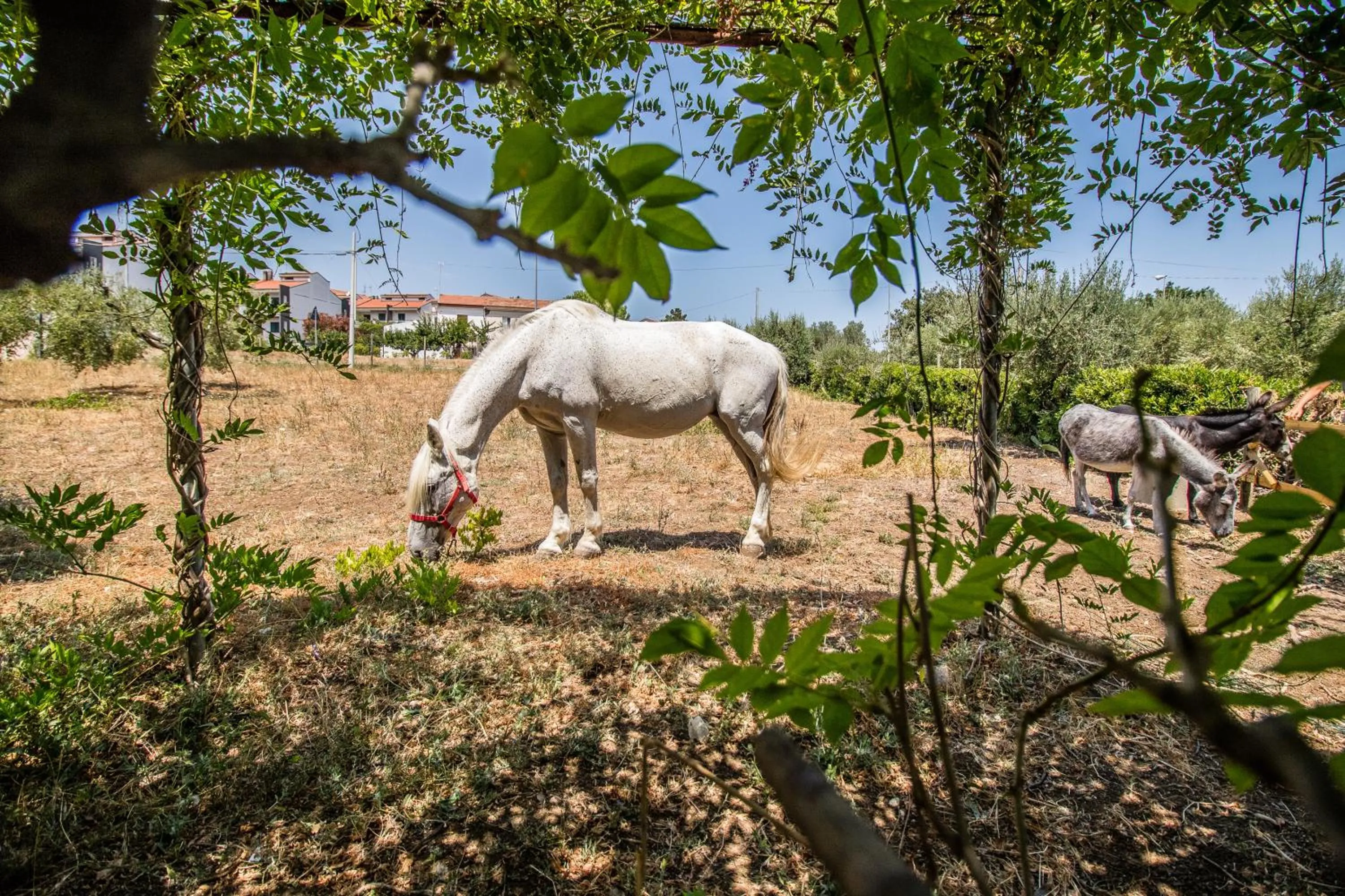 Animals in Il Gallo Con Gli Stivali