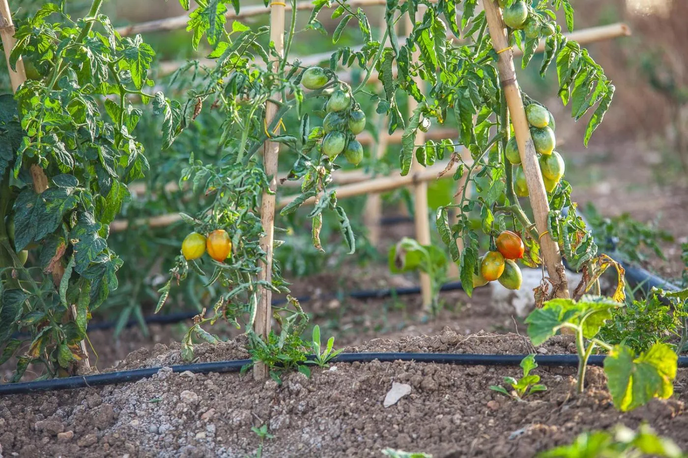 Garden in Il Gallo Con Gli Stivali