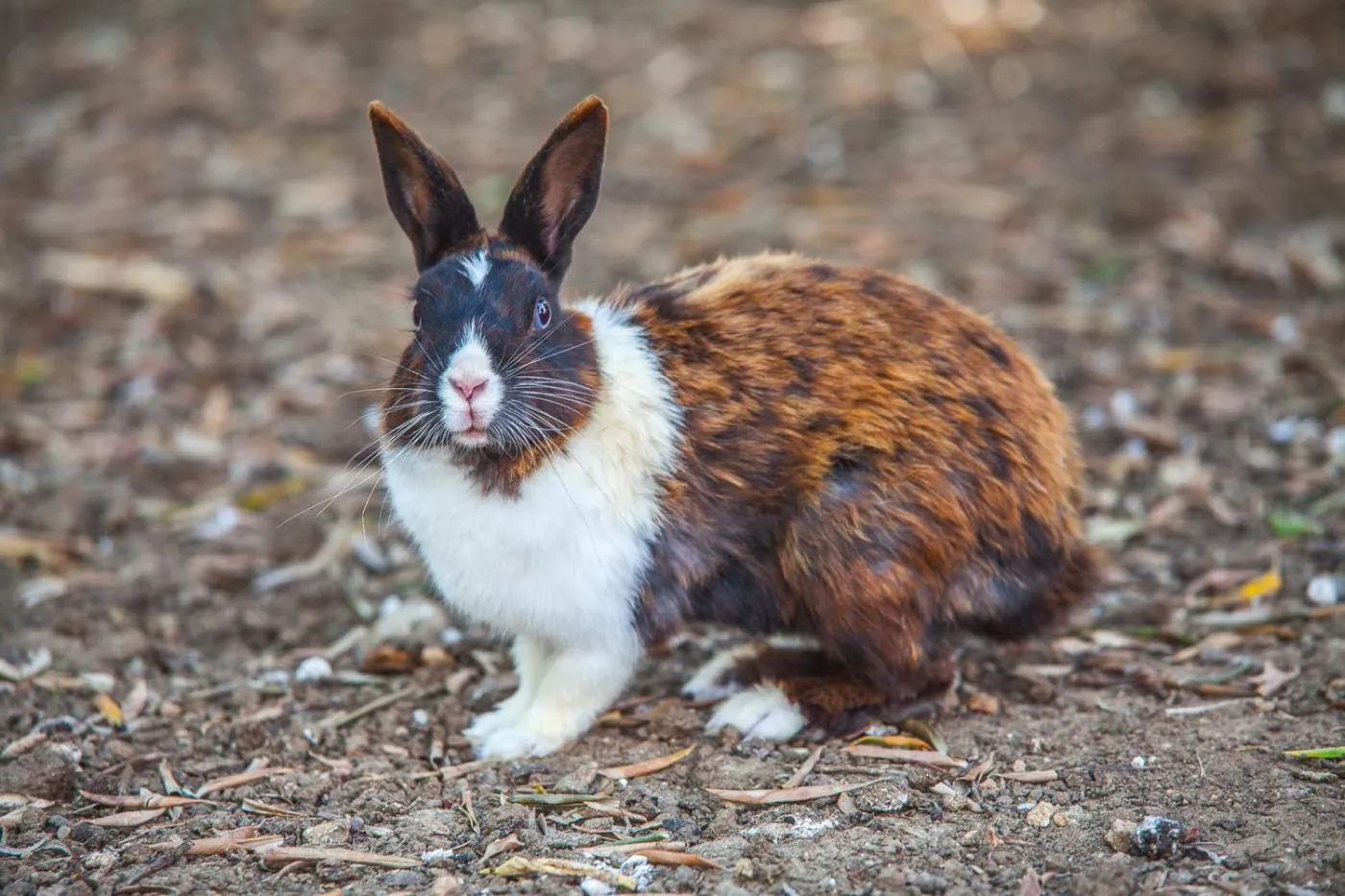 Animals in Il Gallo Con Gli Stivali