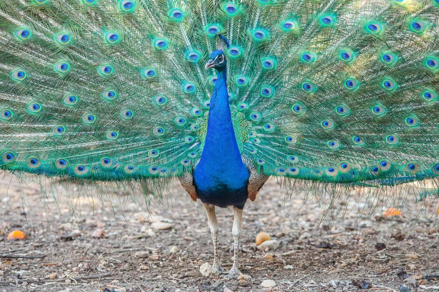 Animals in Il Gallo Con Gli Stivali